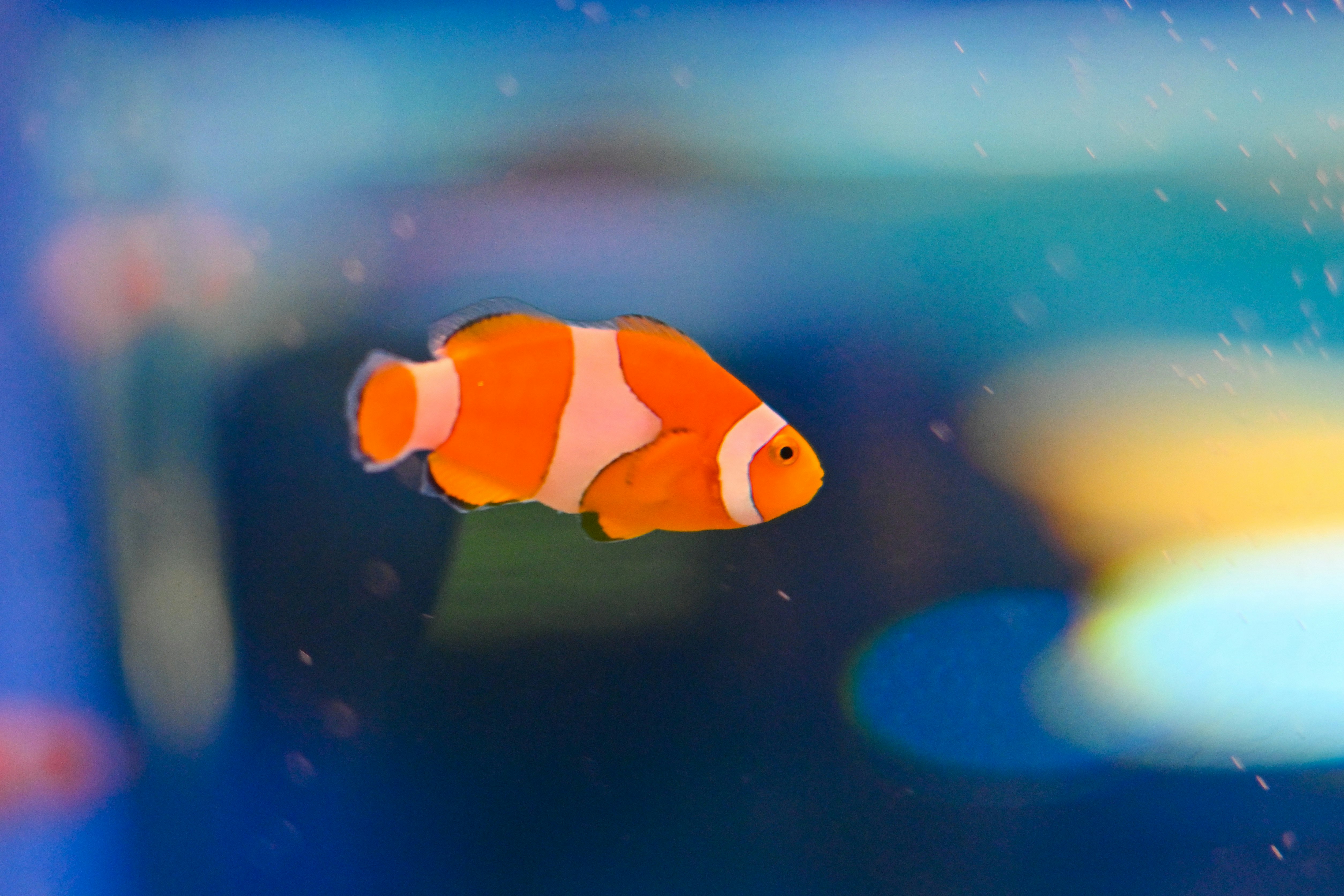 Scène sous-marine avec un poisson-clown orange et blanc nageant