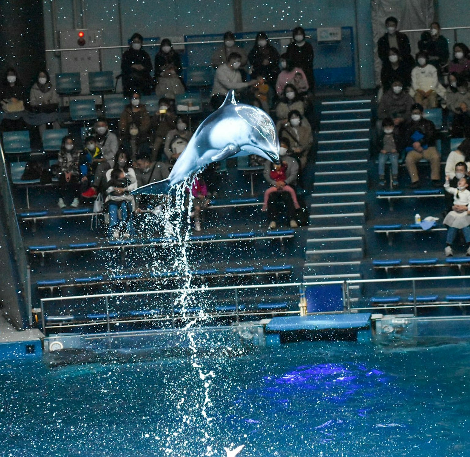Delfin springt vor einem Publikum mit Wasserspritzern
