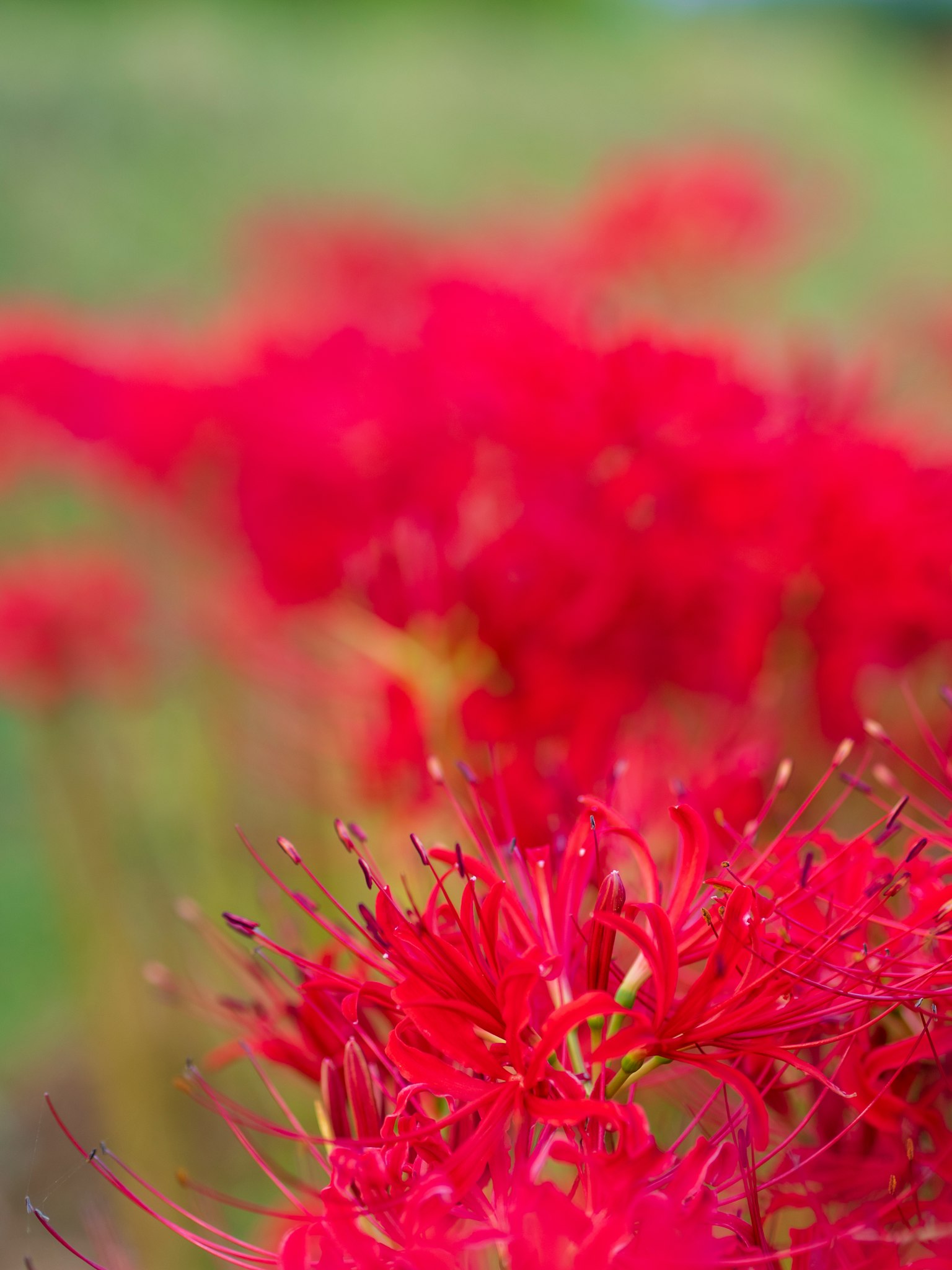 Des lys araignées rouges vibrants en fleurs dans un champ