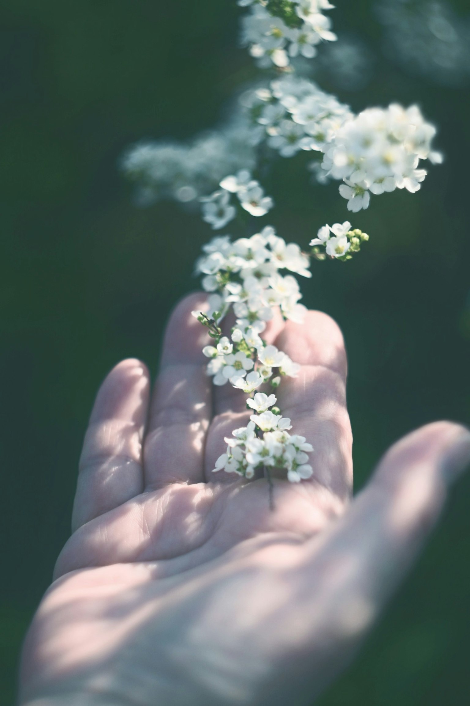 Una mano extendida con flores blancas cayendo