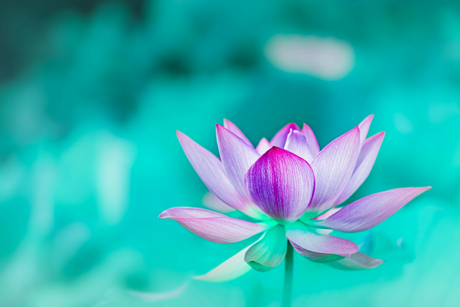 Eine schöne rosa Lotusblume vor blauem Hintergrund