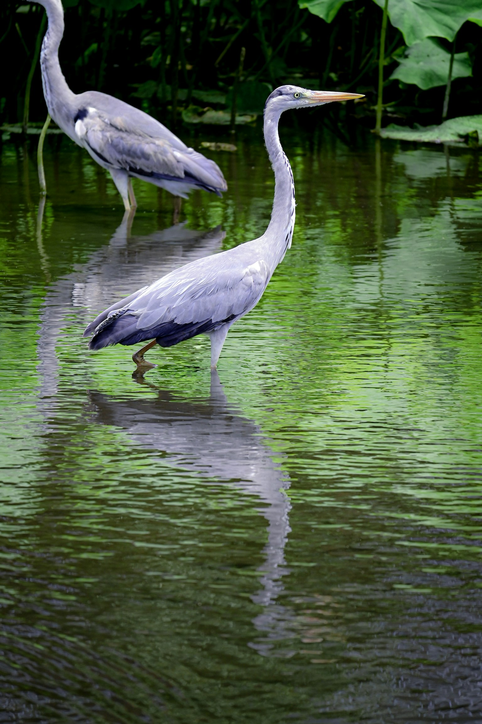 Due aironi in piedi nell'acqua con riflessi e sfondo di fogliame verde