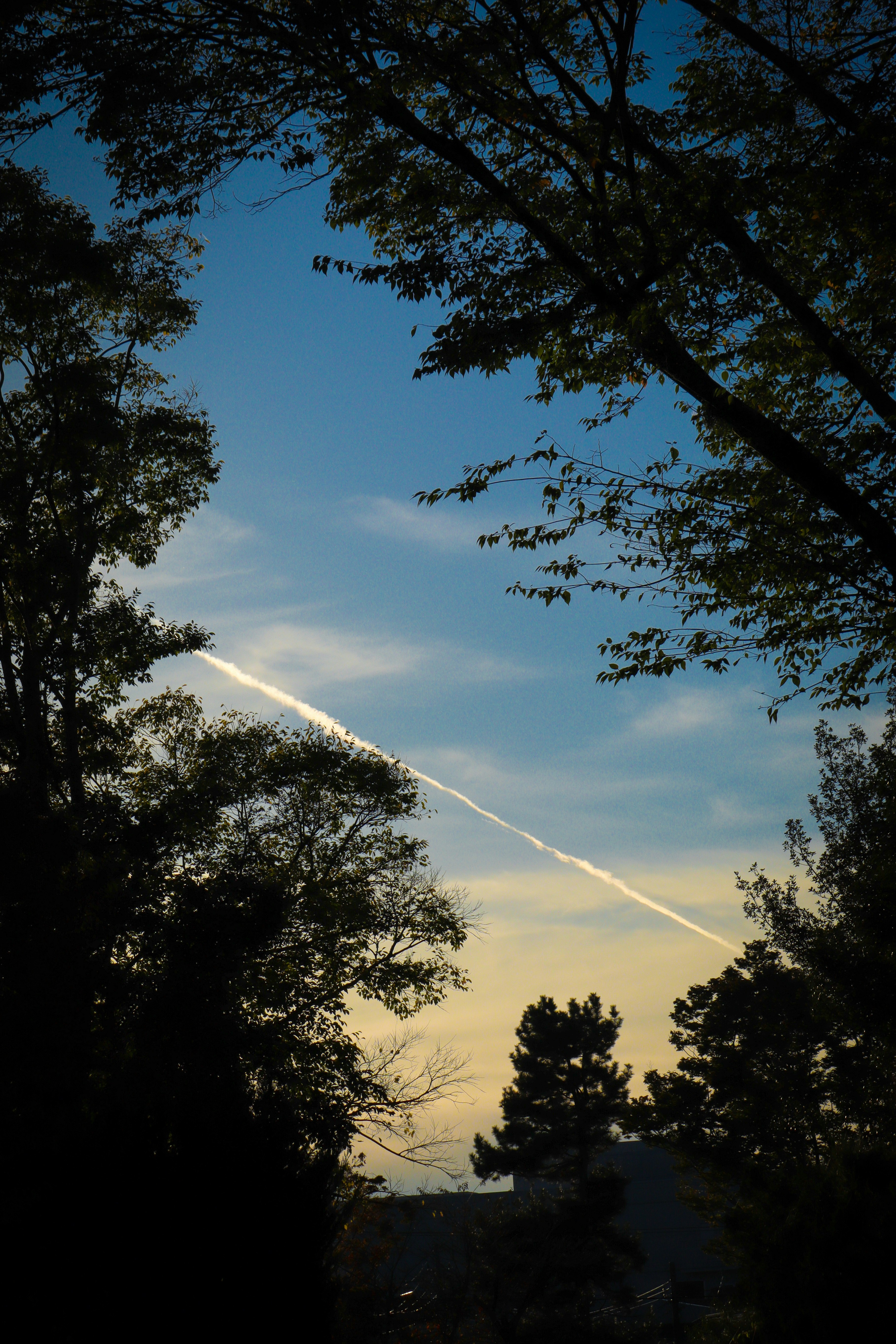 木々の間に伸びる飛行機雲のある夕空