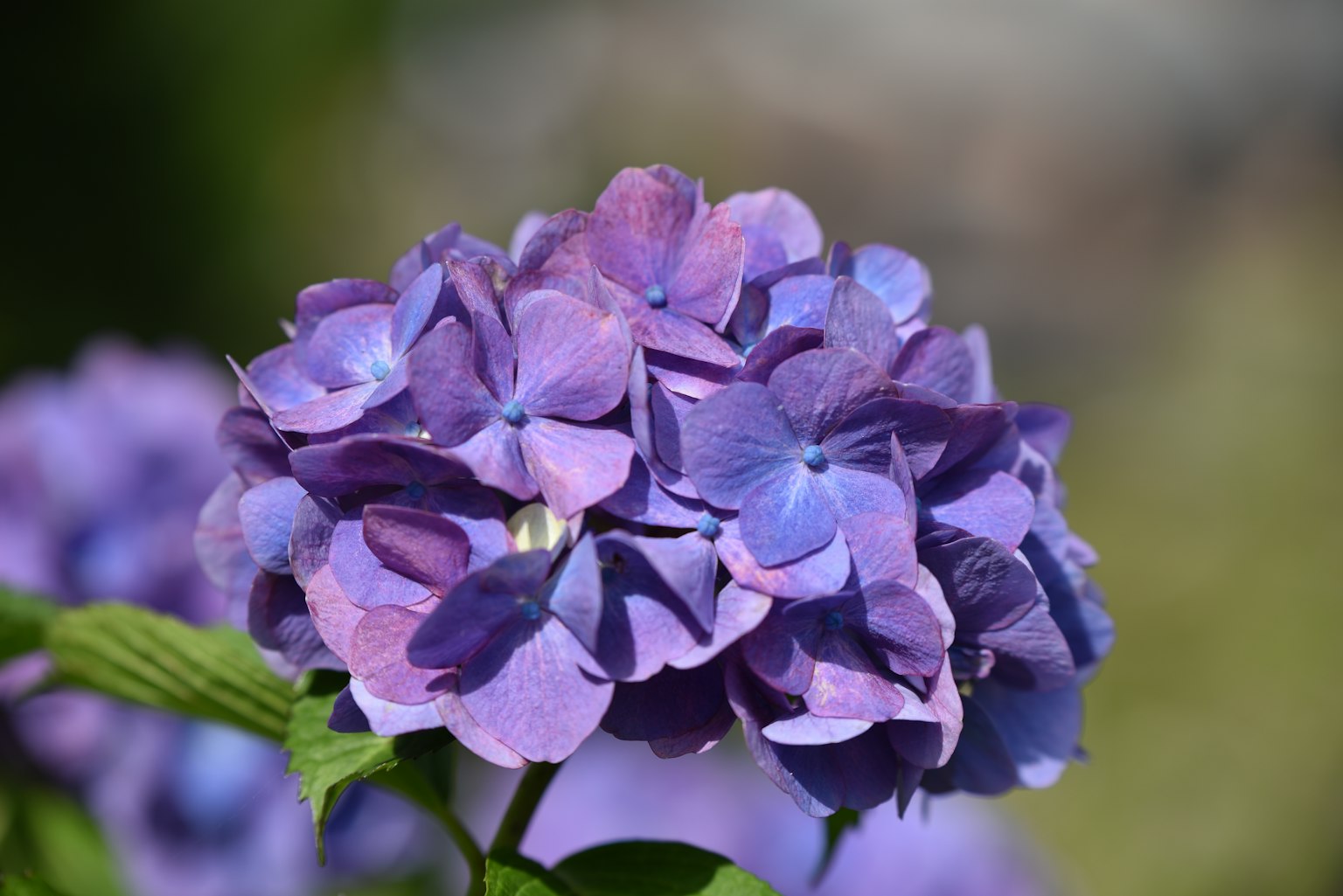 Acercamiento de una vibrante flor de hortensia púrpura