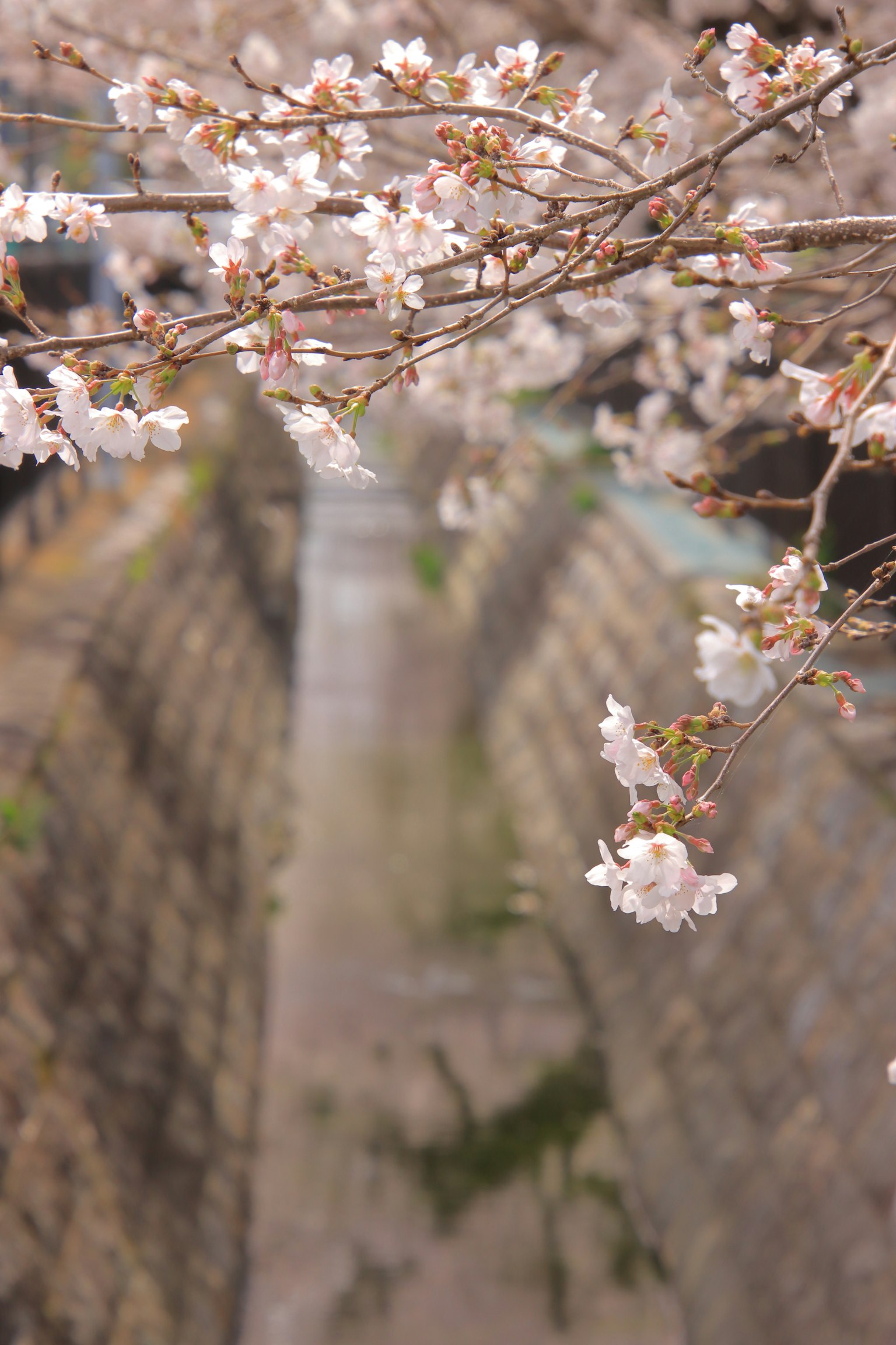 櫻花盛開，背景是水道
