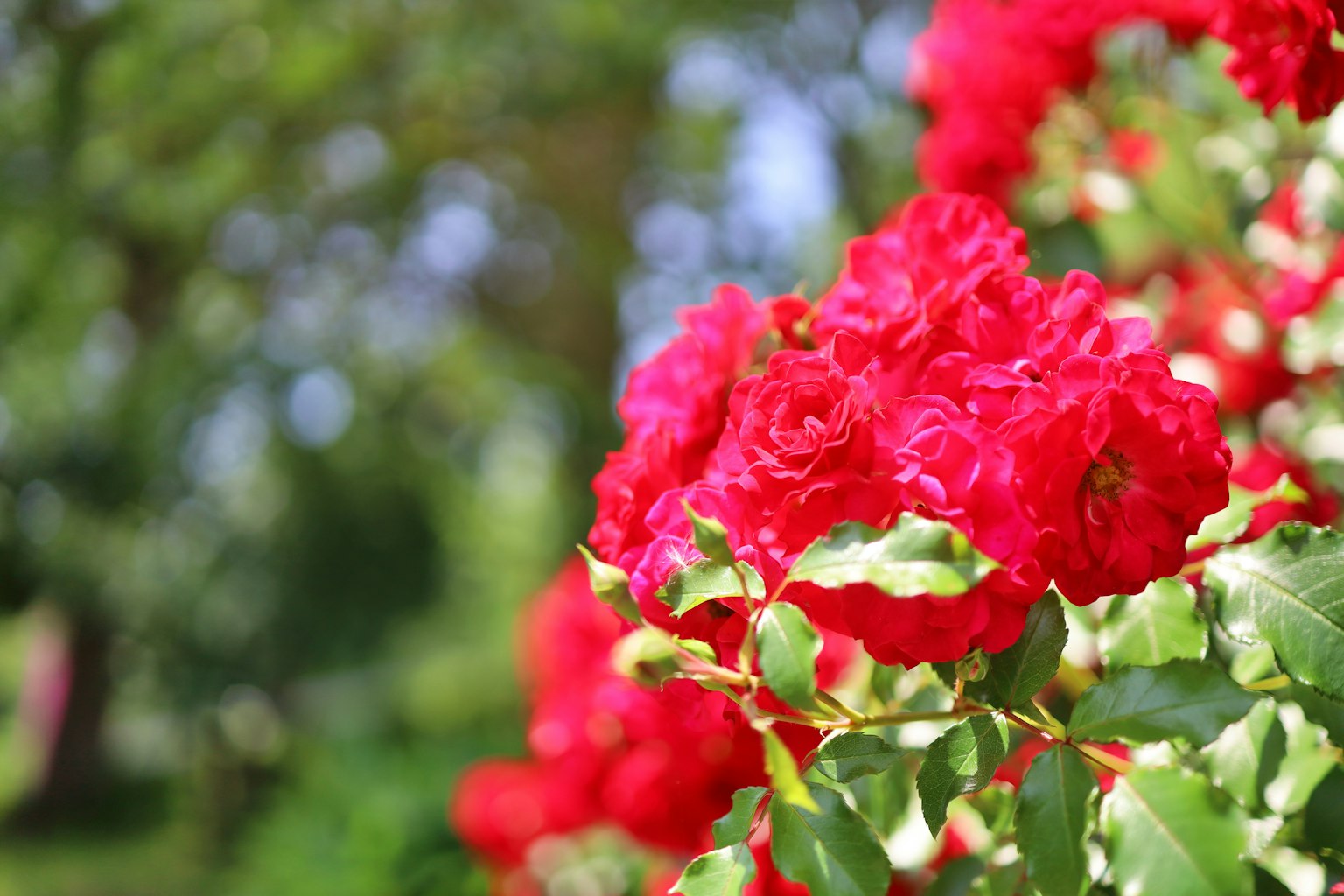 Rosas rojas vibrantes floreciendo con hojas verdes en un jardín