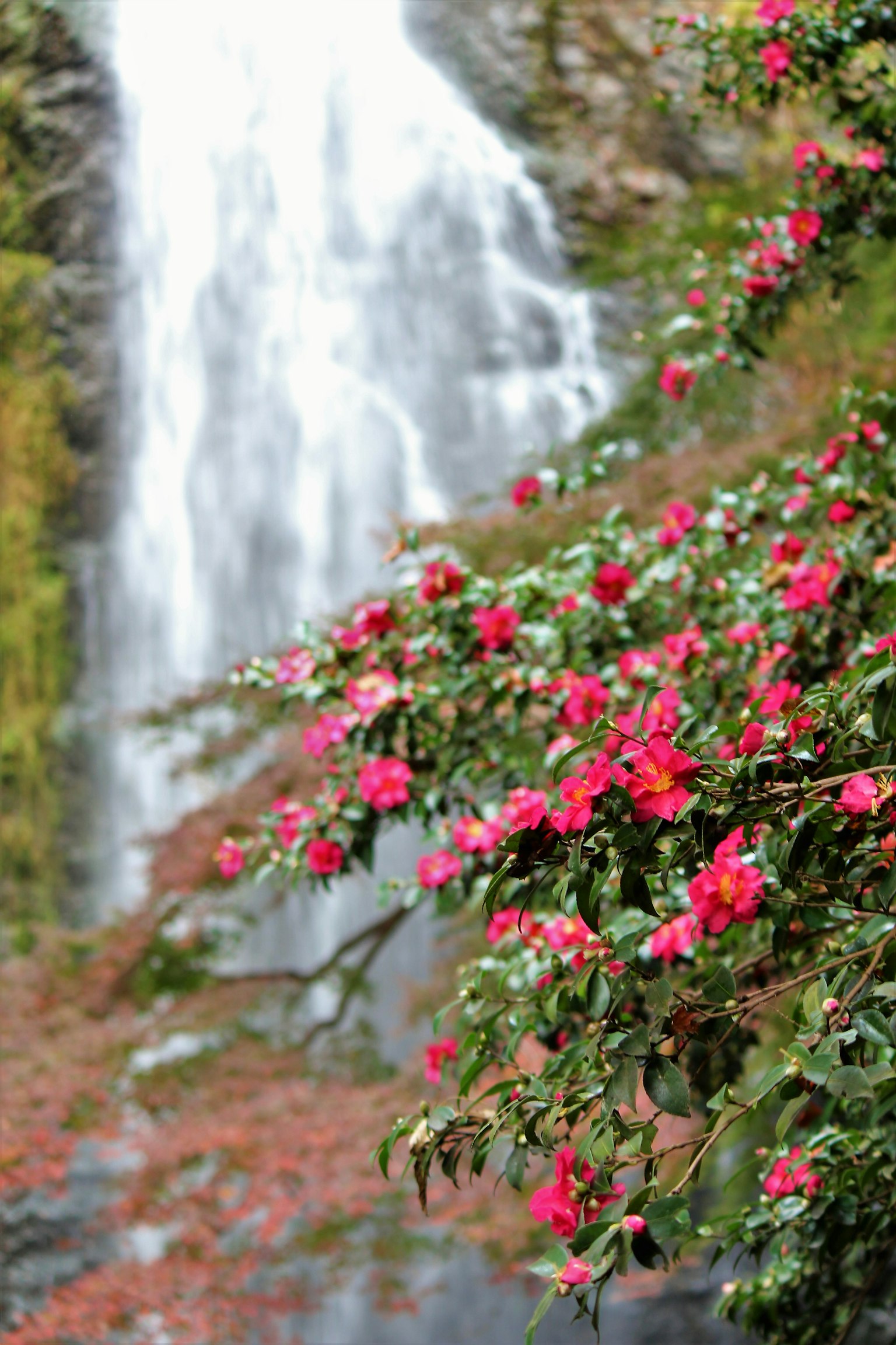 滝の前に咲く鮮やかなピンクの花と緑の葉