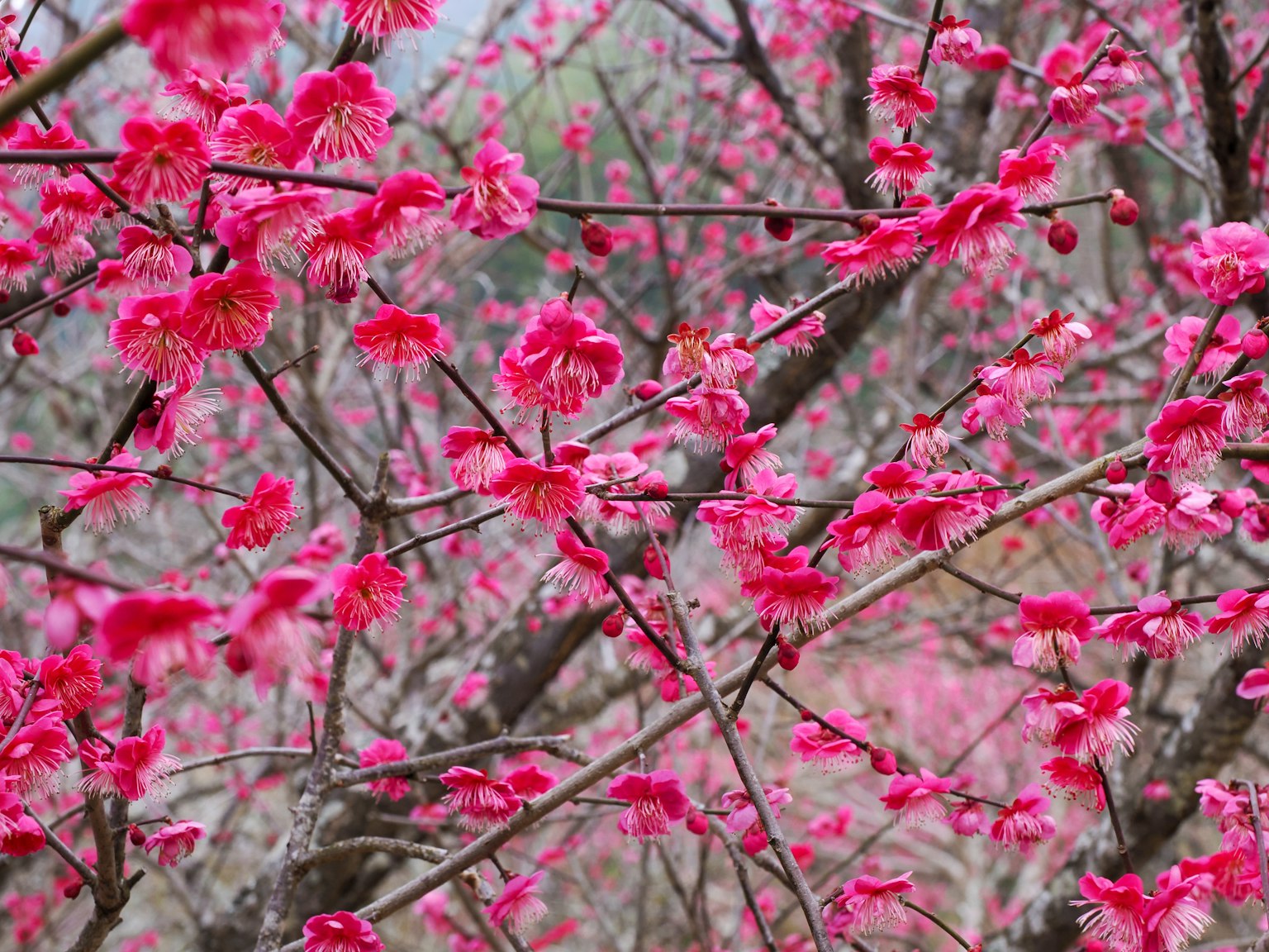 Pameran padat bunga sakura merah muda di cabang