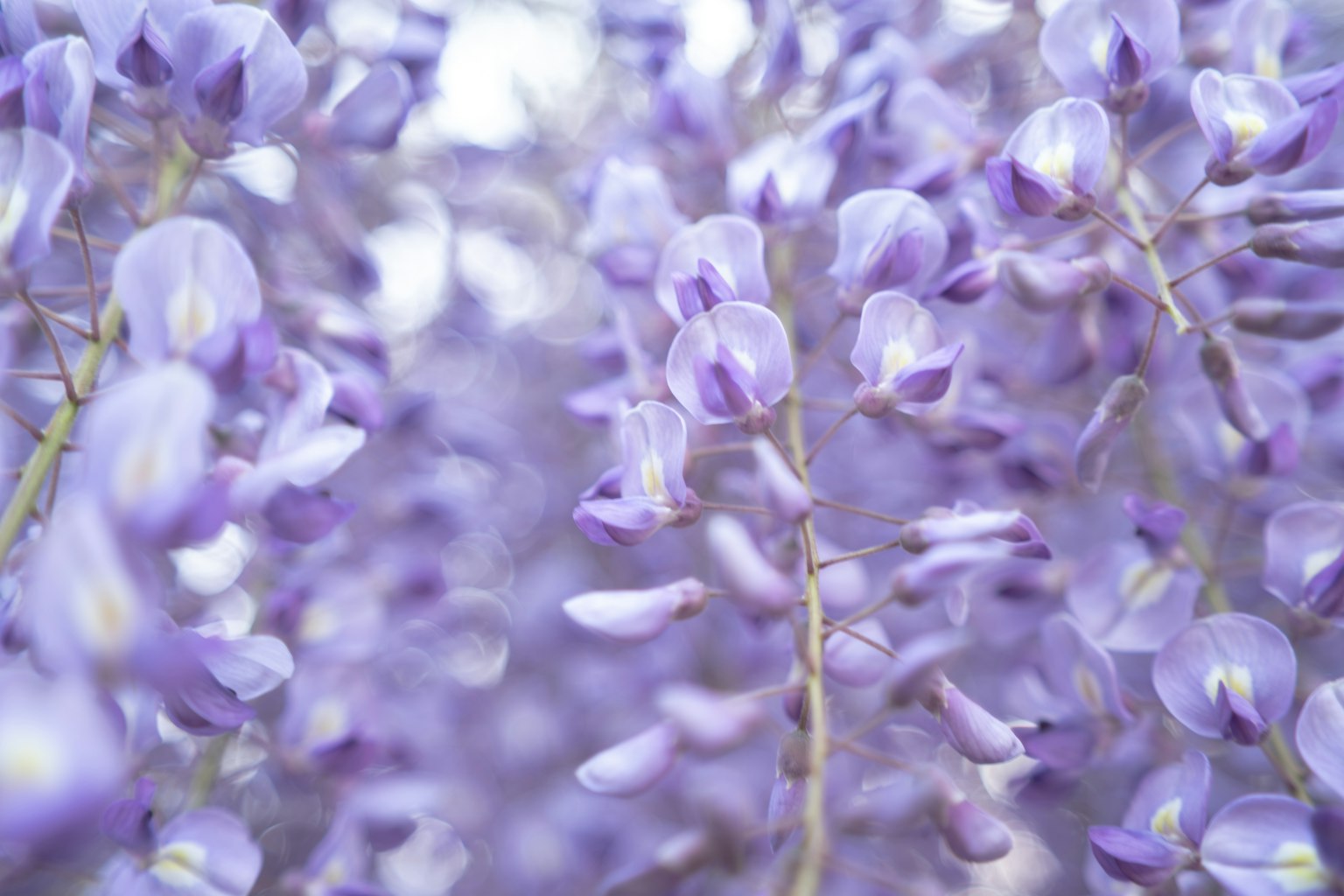 Flores de glicinia moradas en plena floración