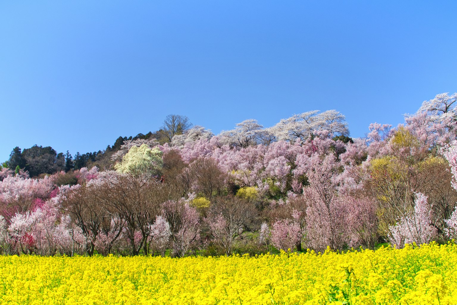 Pemandangan dengan ladang rapeseed kuning dan pohon sakura di bawah langit biru