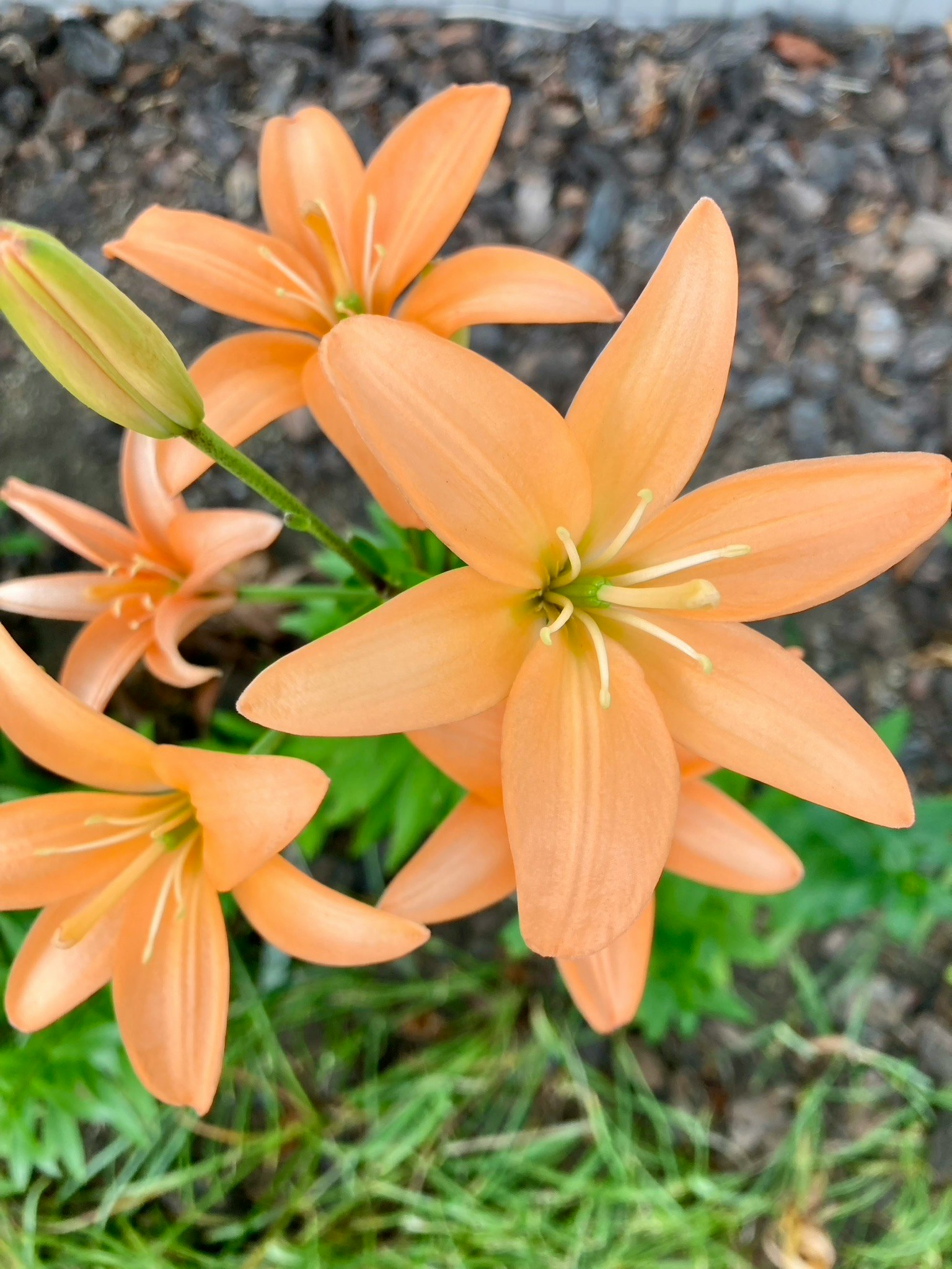 Bunga lily oranye mekar dengan daun hijau