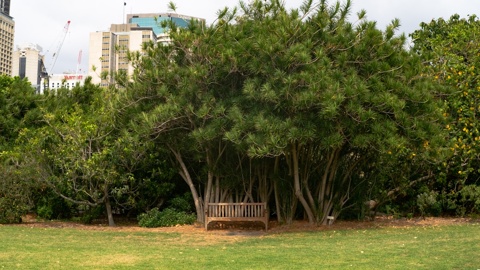 Wooden bench under a large tree in a park with green surroundings