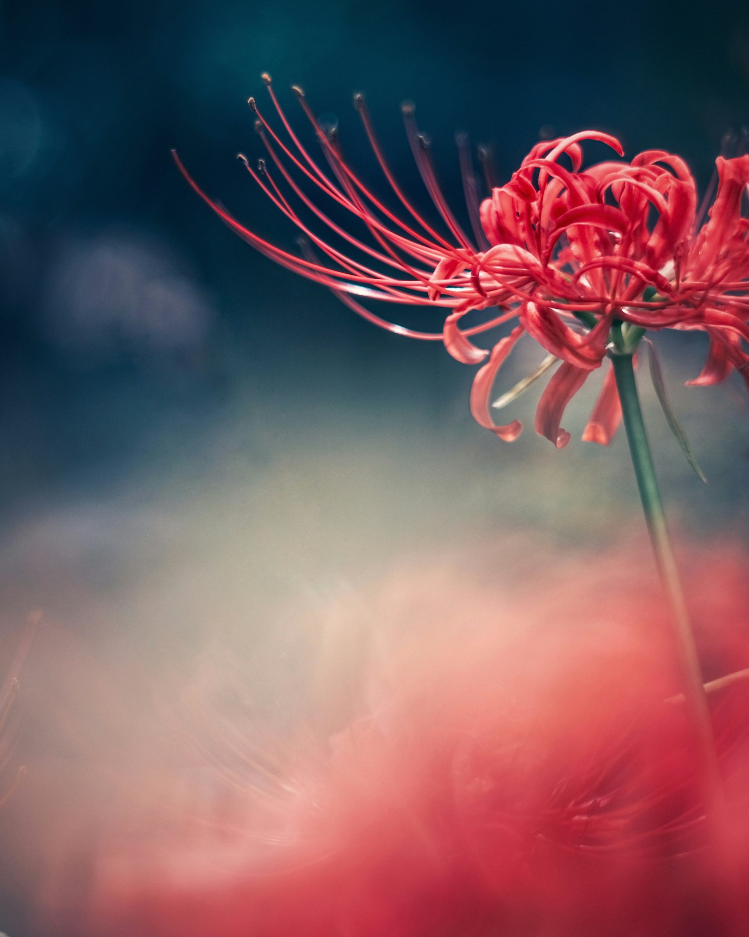 Un lys araignée rouge vibrant en pleine floraison