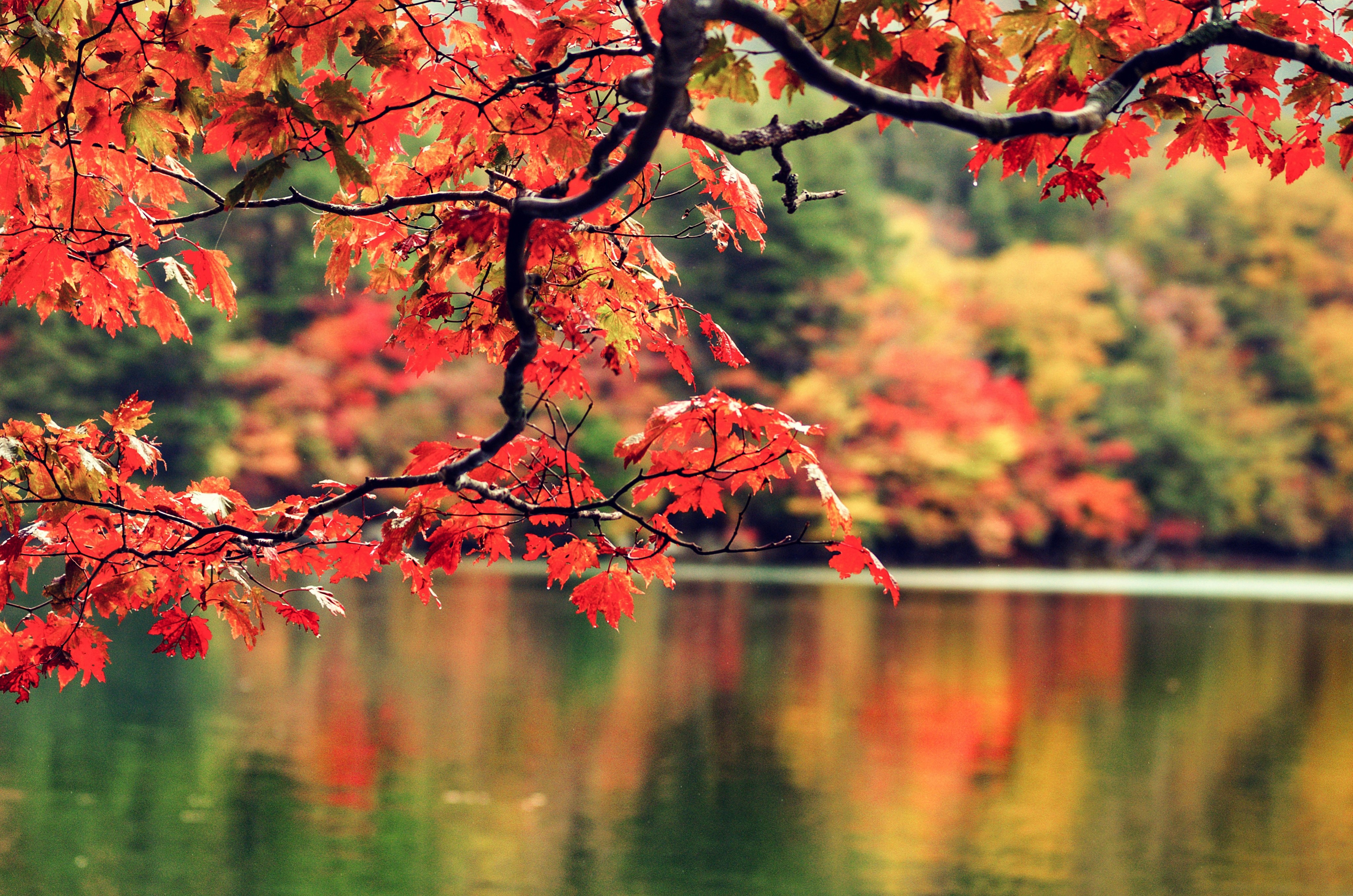 紅葉の枝が水面に映る秋の湖畔