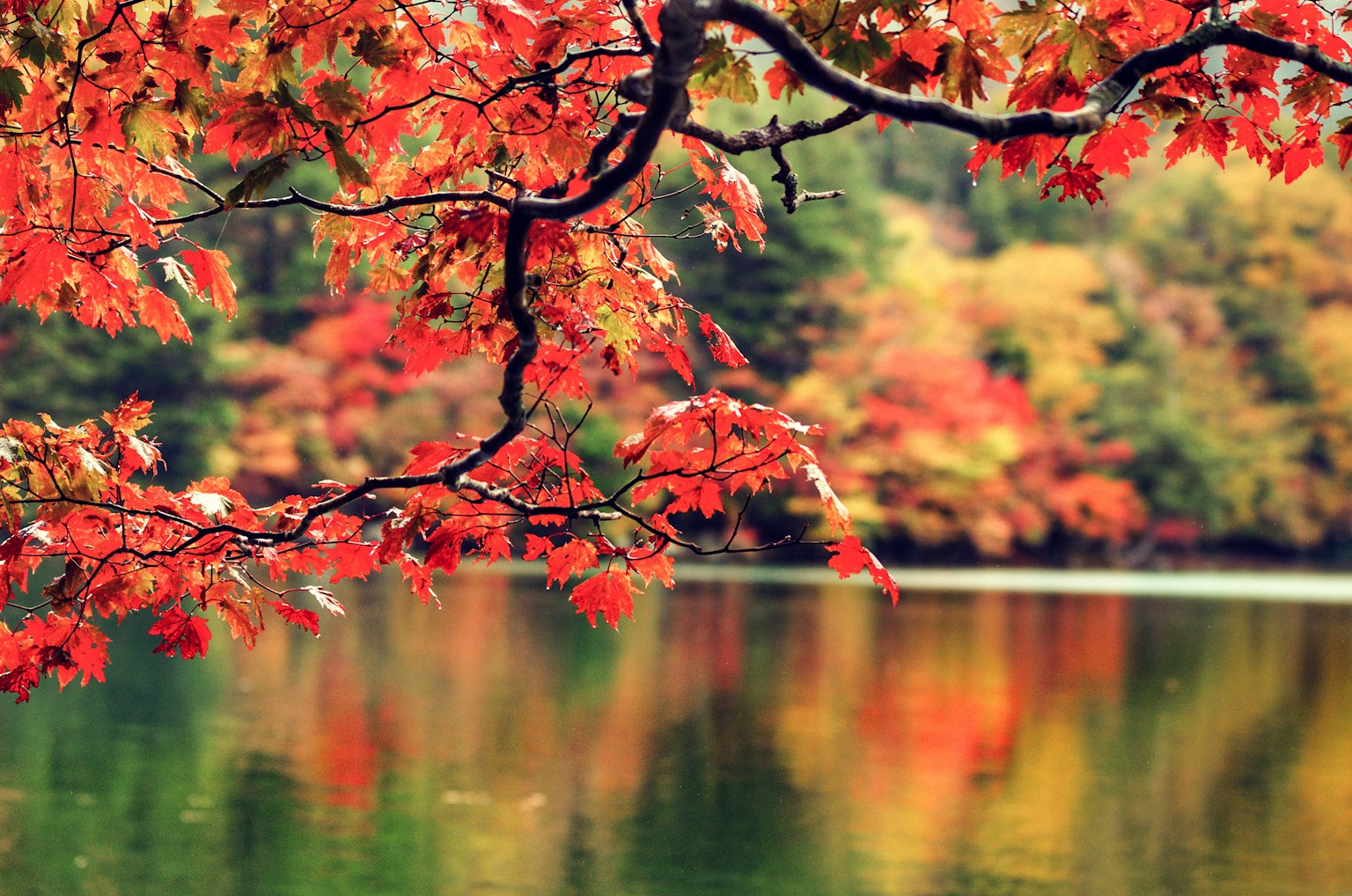 Scenic view of autumn foliage reflecting on a lake Red leaves overhanging the water