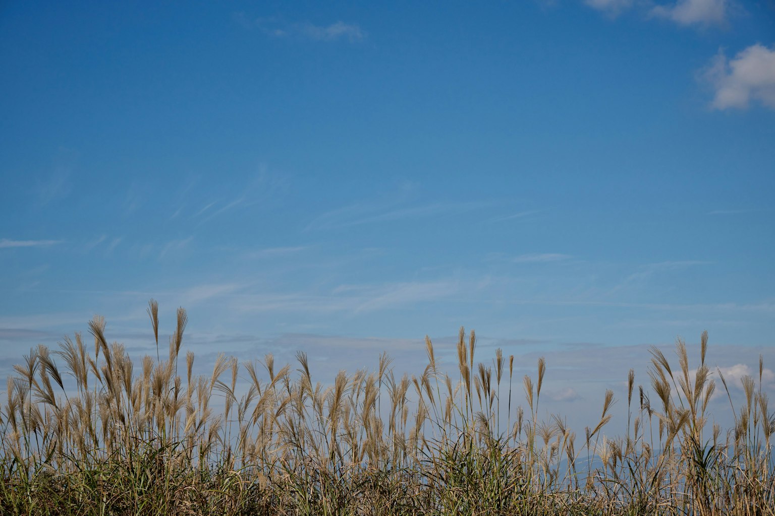 Landscape with blue sky and grass with tufts