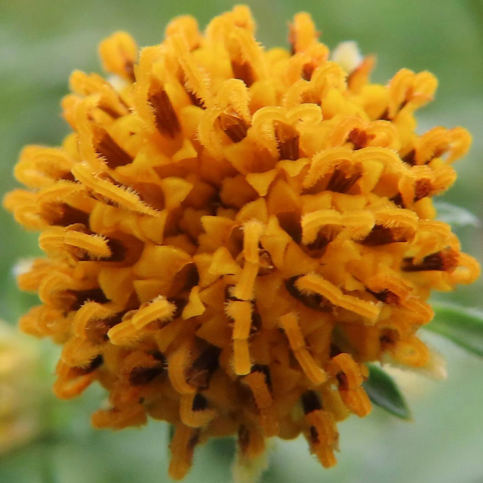 Nahaufnahme eines lebhaften gelben Blumenkopfes