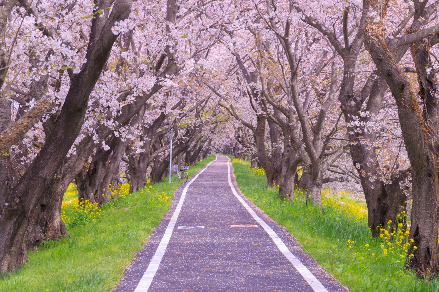 Un sentiero sereno costeggiato da alberi di ciliegio in fiore