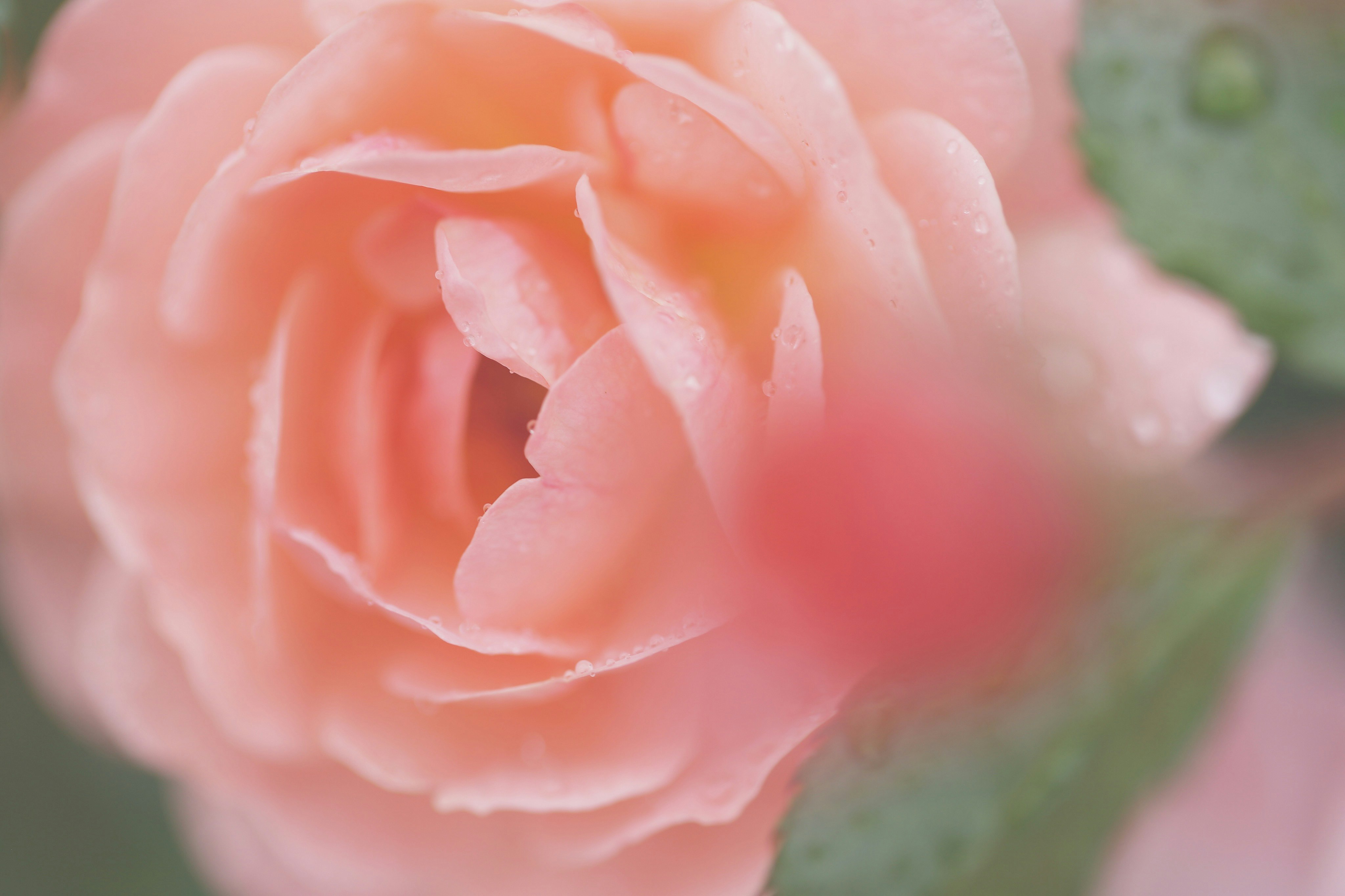 ピンクのバラの花びらに水滴がついたマクロ