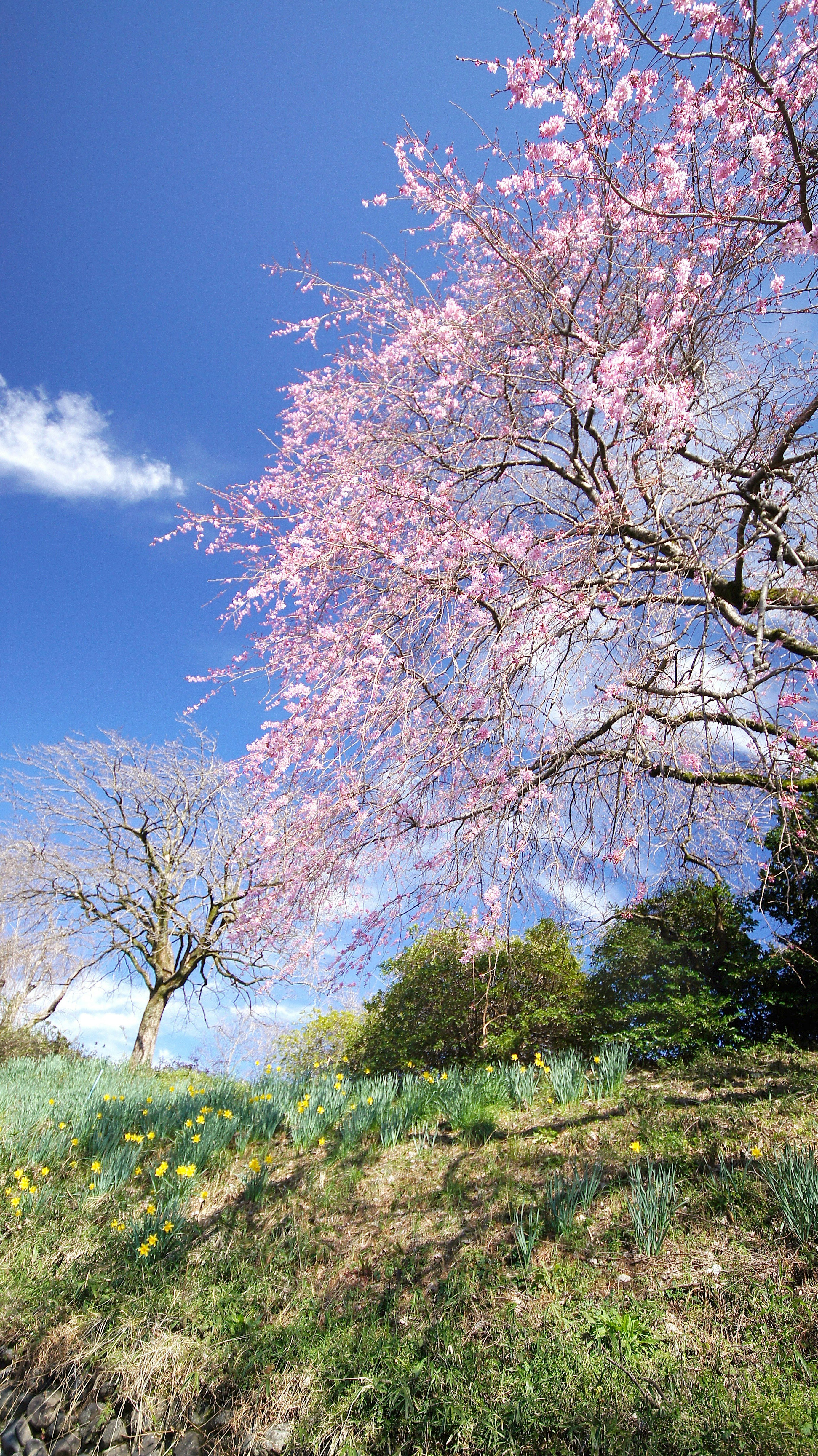 ciliegi piangenti rosa in fiore sotto un cielo azzurro