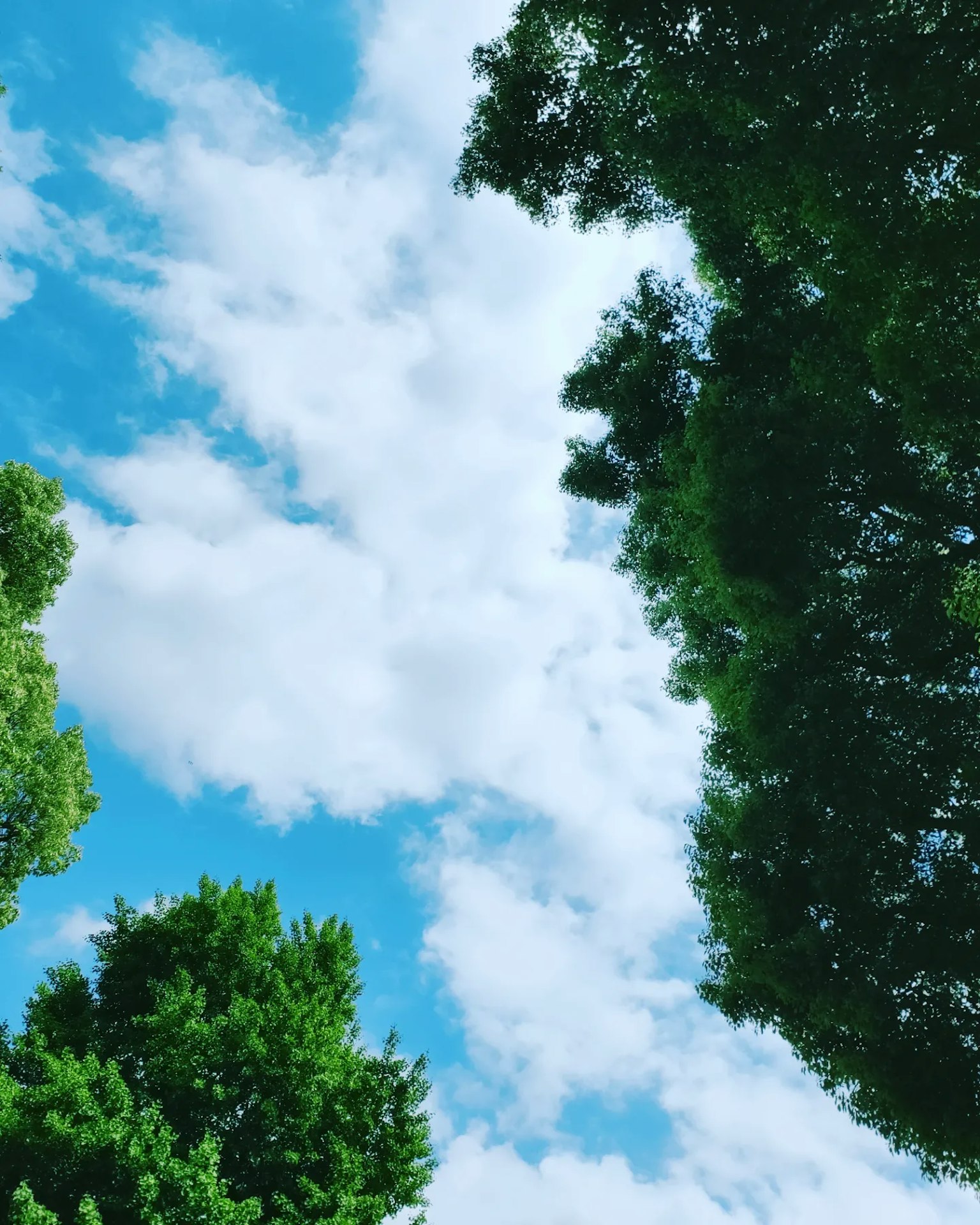 Landschaft mit blauem Himmel und weißen Wolken, umrahmt von Bäumen