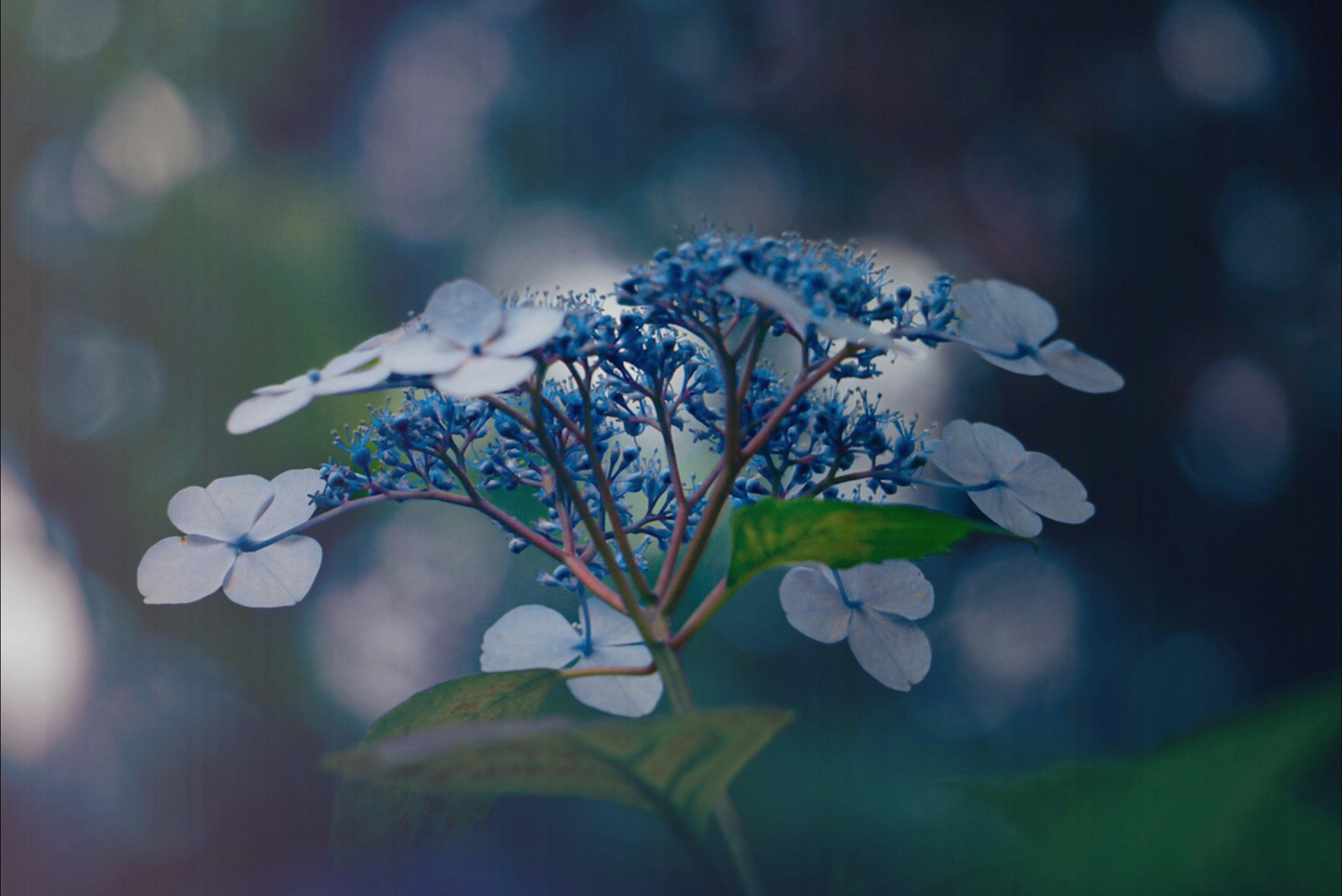 梅雨の紫陽花の花とボケのある雨上がりのような背景