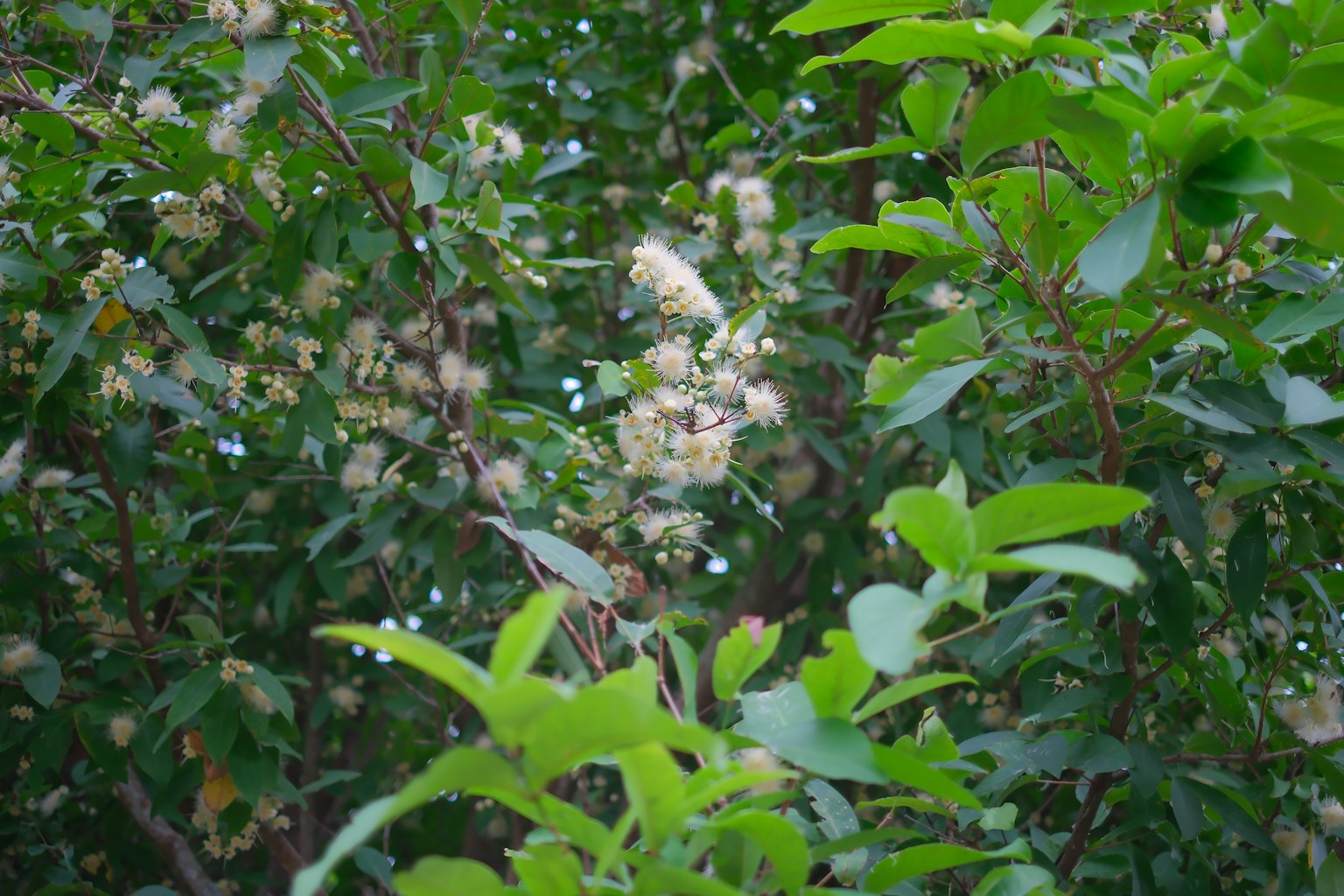 A natural scene with green leaves and white flowers