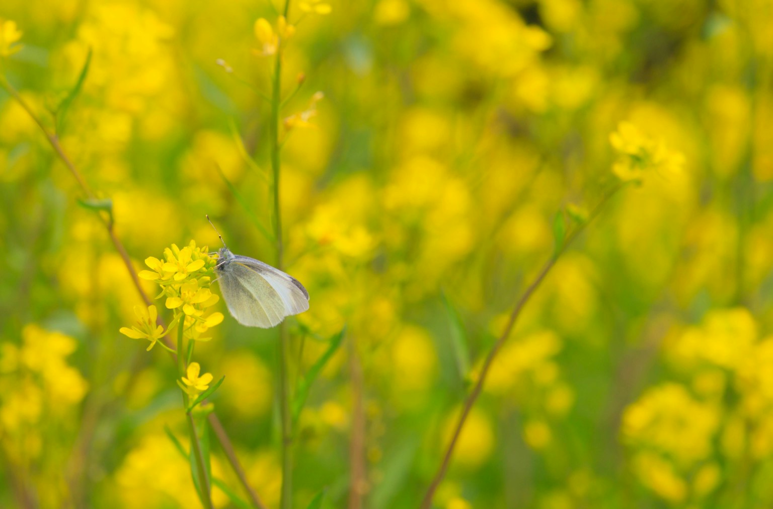 Scena primaverile con fiori gialli e una farfalla bianca