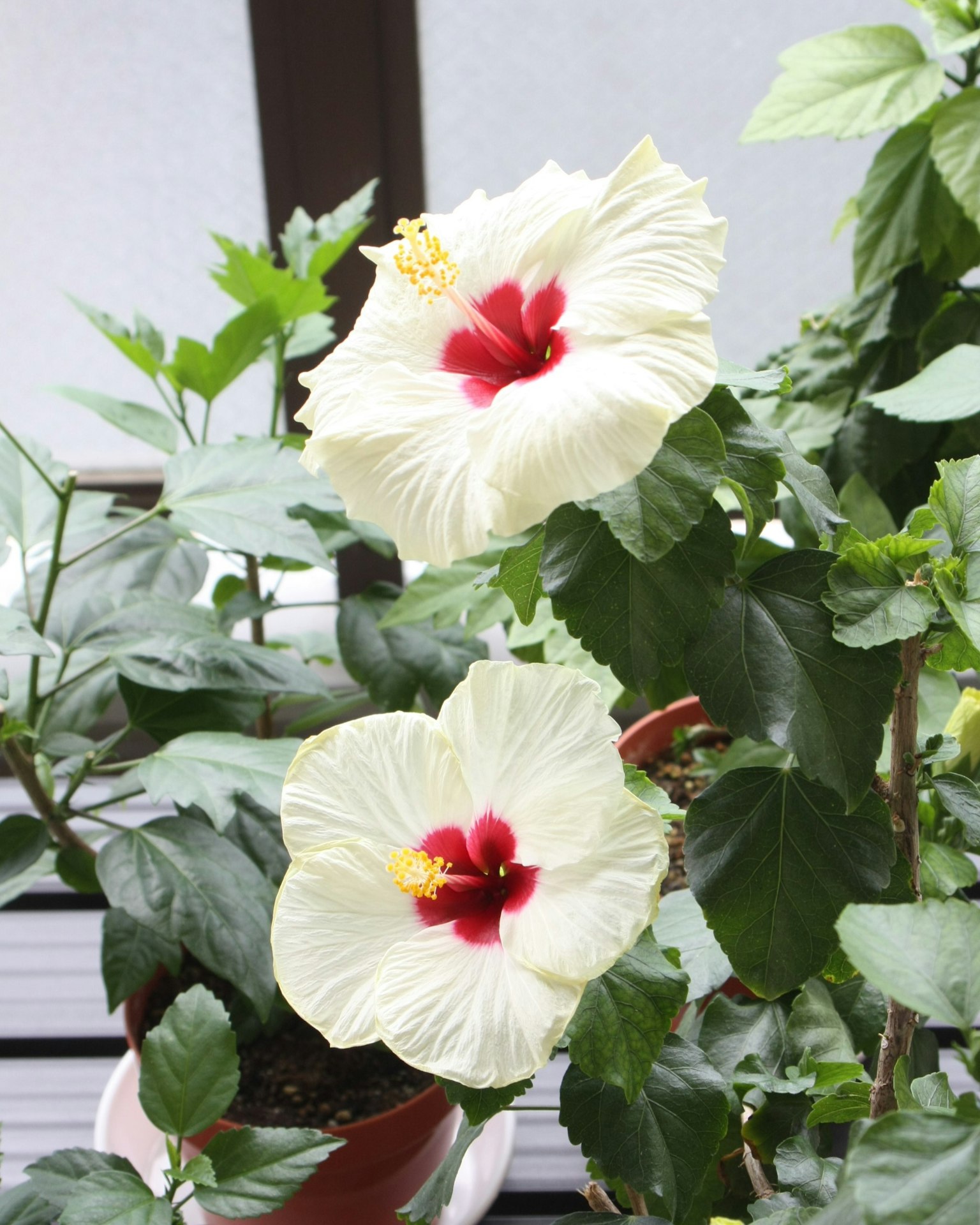 白色木槿花和綠色葉子