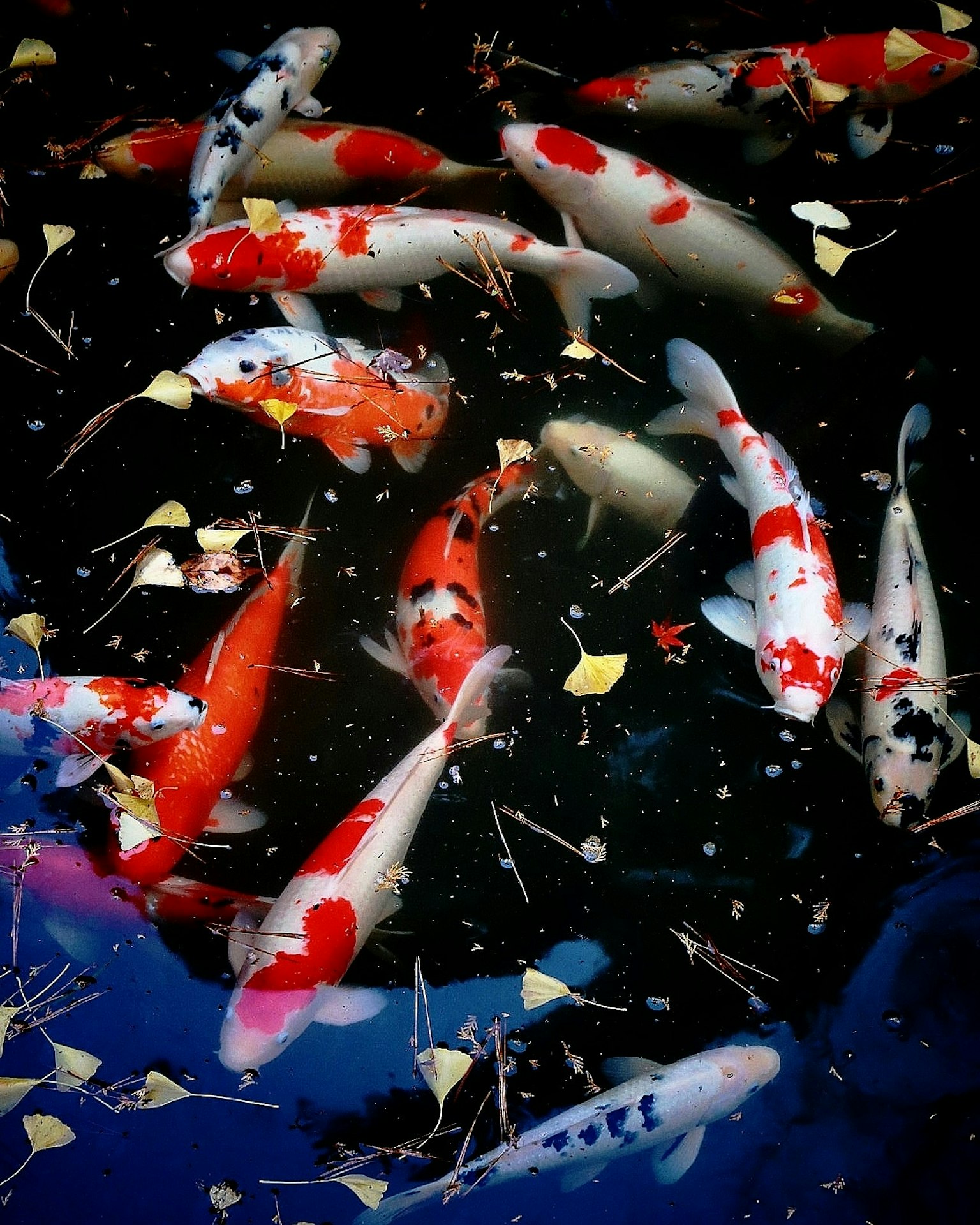 Ikan koi berwarna-warni berenang di kolam dengan daun mengapung