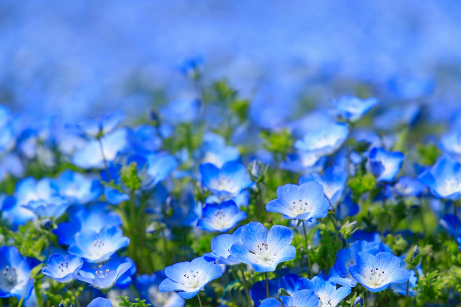 Un paysage magnifique rempli de fleurs bleues en fleurs