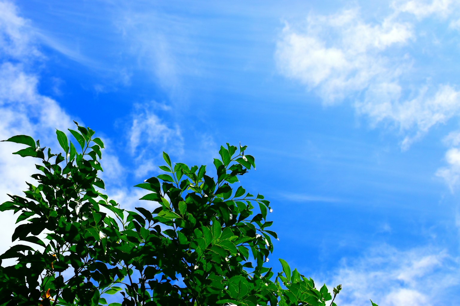 Feuilles vertes vibrantes contre un ciel bleu lumineux