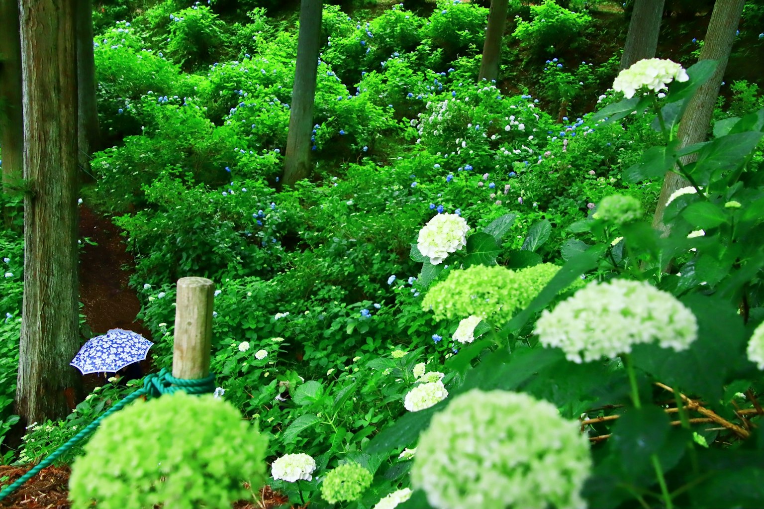 Jardin luxuriant avec des hortensias en fleurs et des arbres