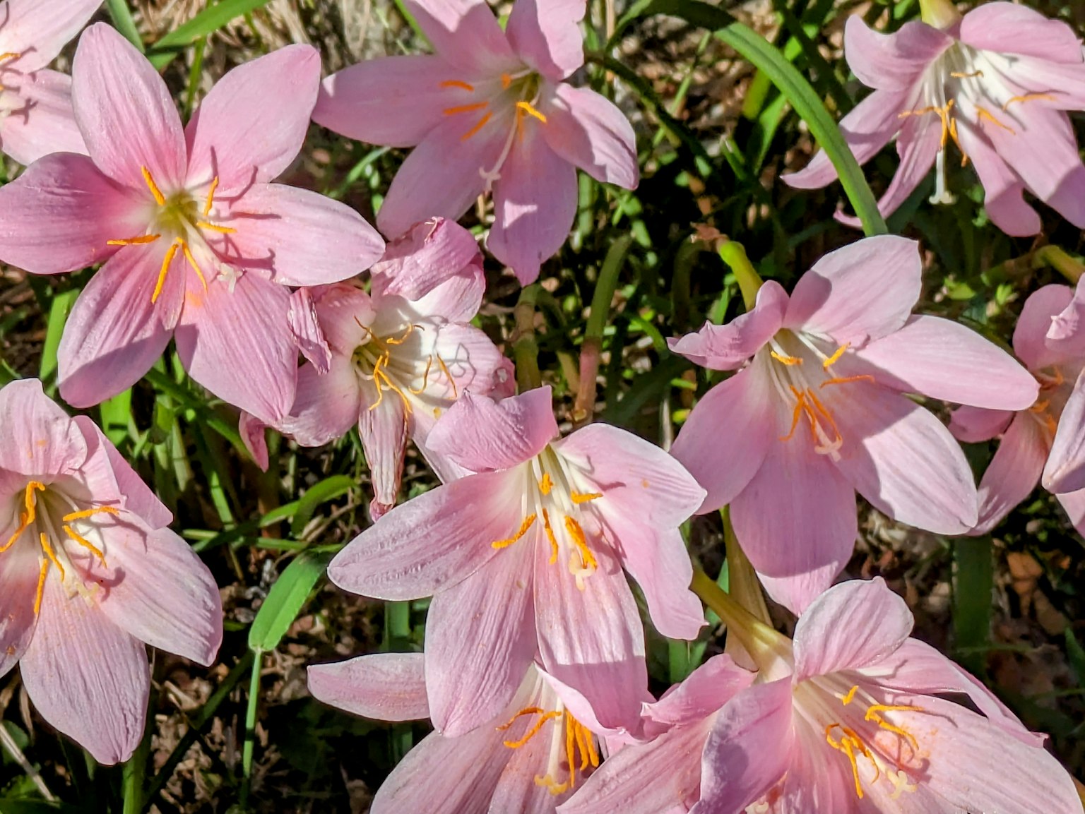 Clusters of pink flowers blooming amidst green foliage