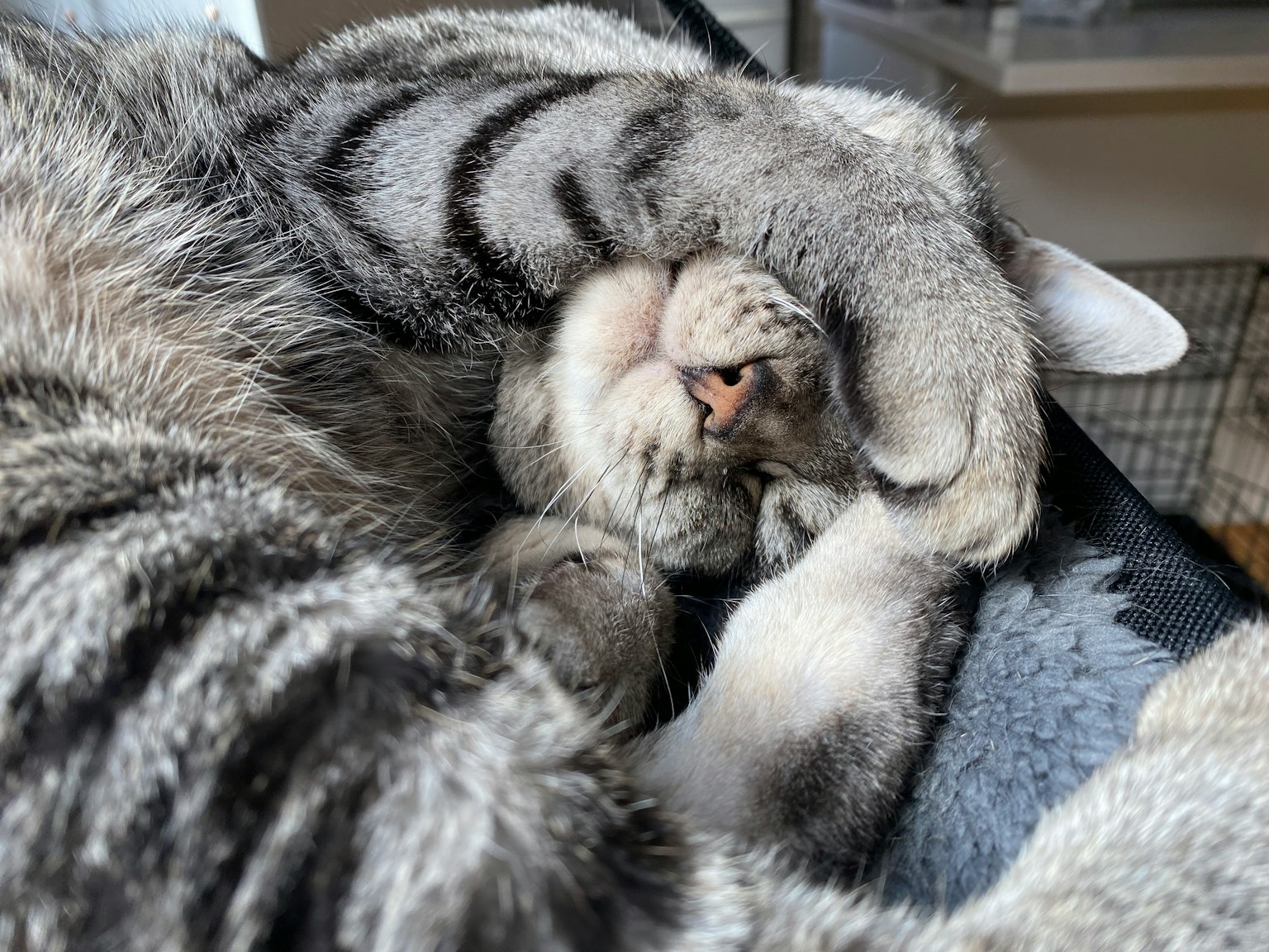 Eine schlafende Katze, die ihr Gesicht versteckt