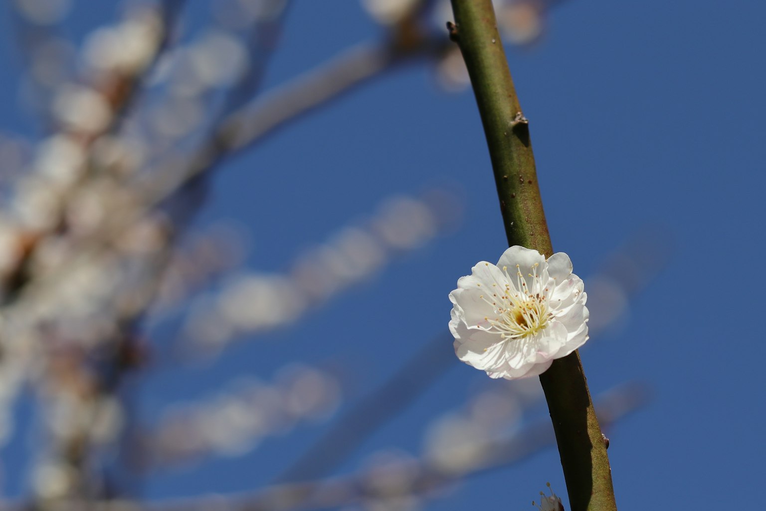 Acercamiento de una flor blanca floreciendo en una rama contra un cielo azul