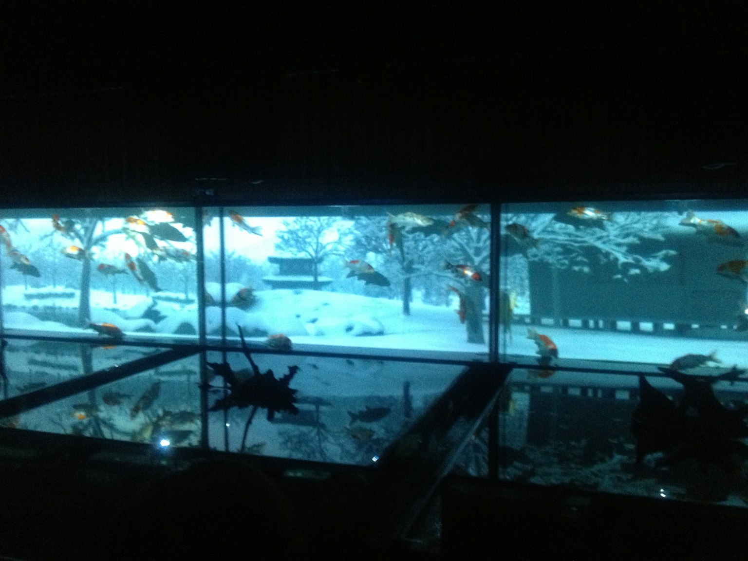 水族馆中游动的鱼和黑暗房间里的雪景