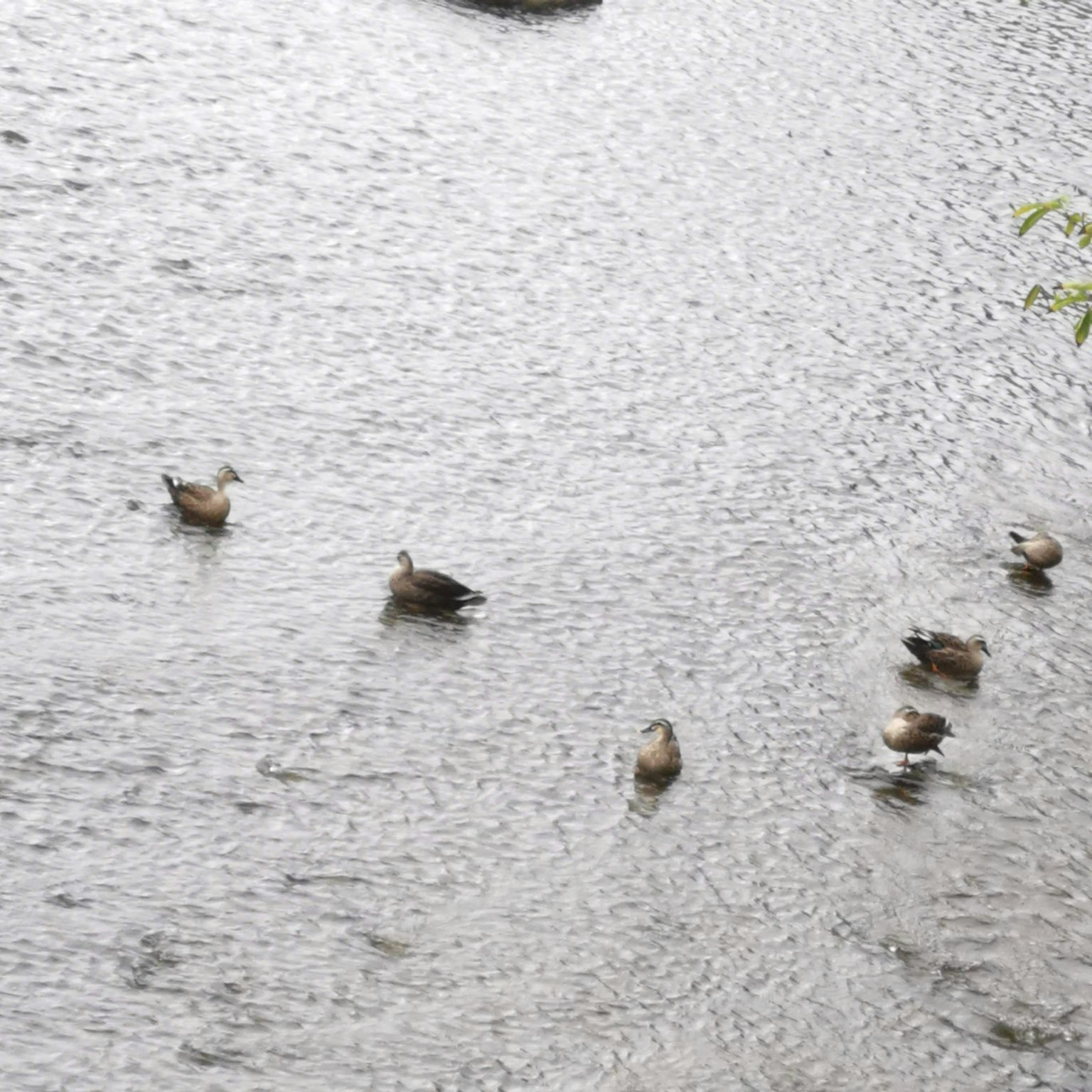 Una escena con varios patos flotando en la superficie del agua