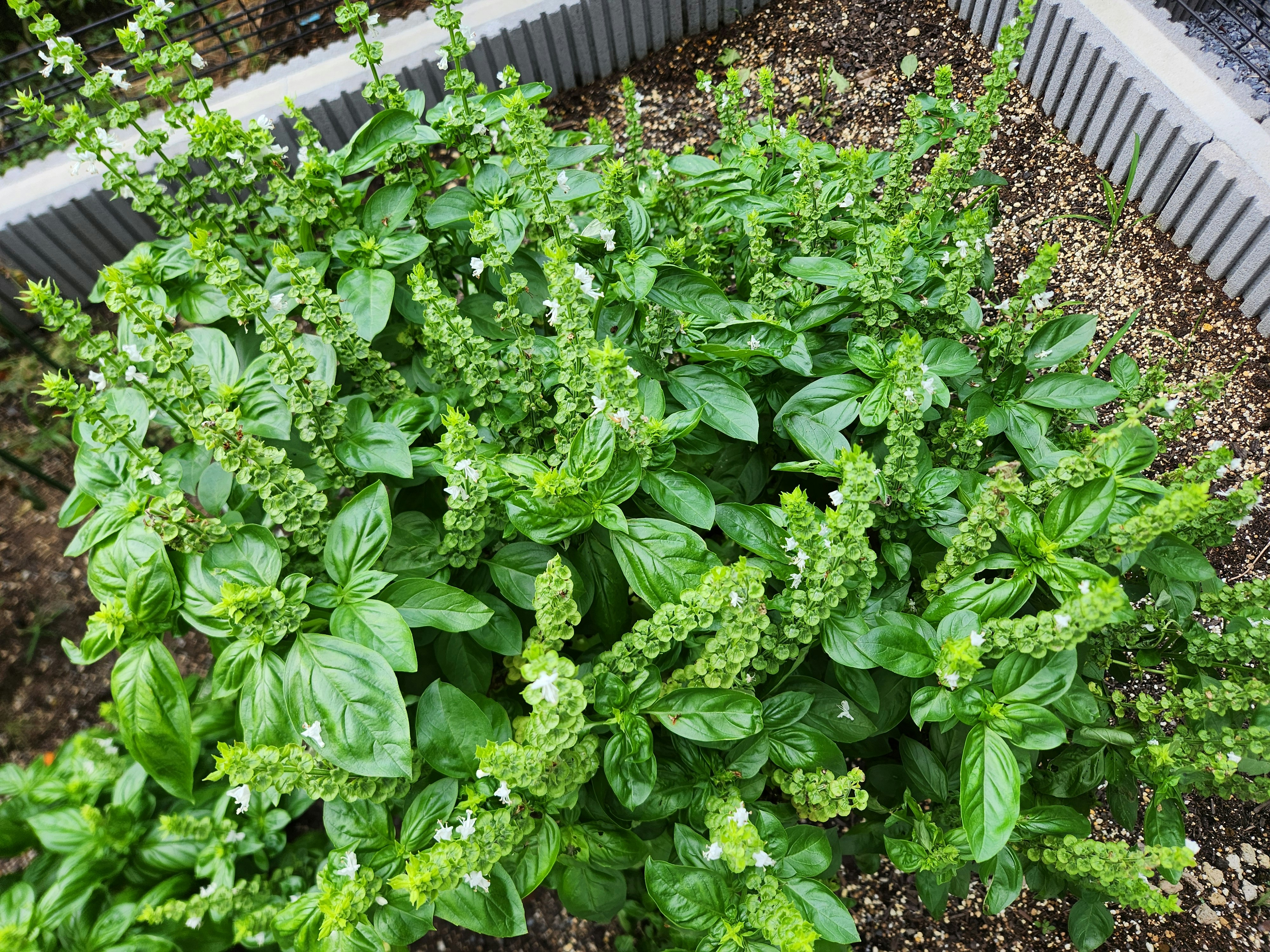 家庭菜园里茂盛生长的香草和叶菜