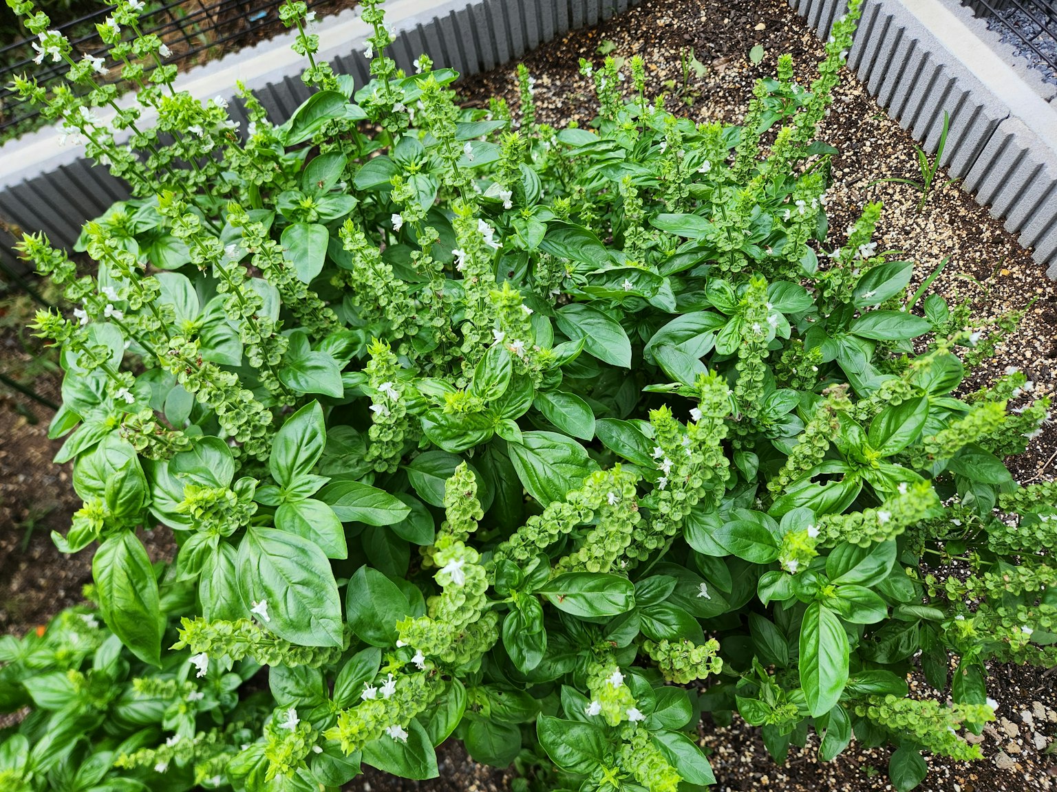 Piante di basilico verde rigogliose che prosperano in un giardino