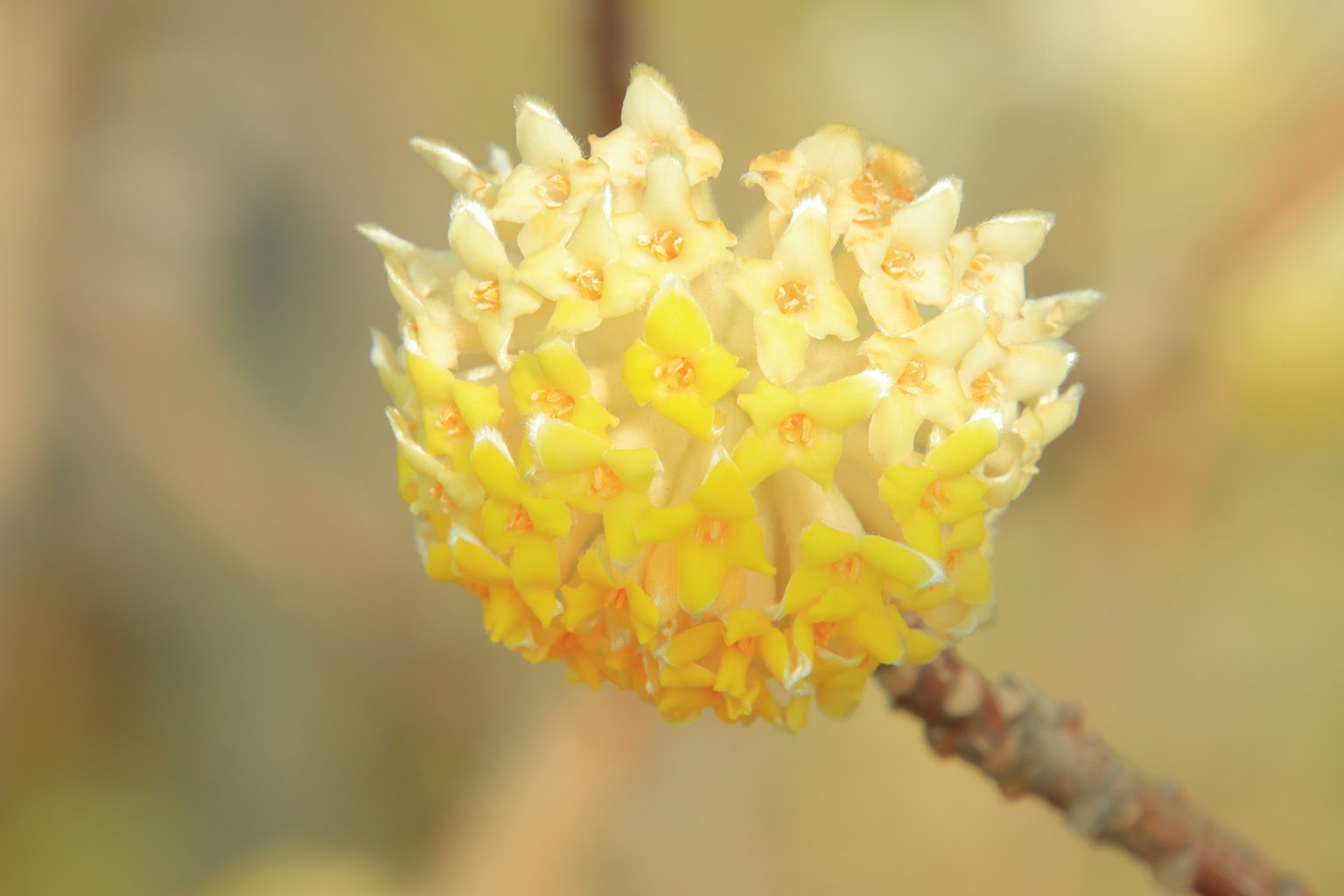 Gros plan d'une plante à fleurs jaunes