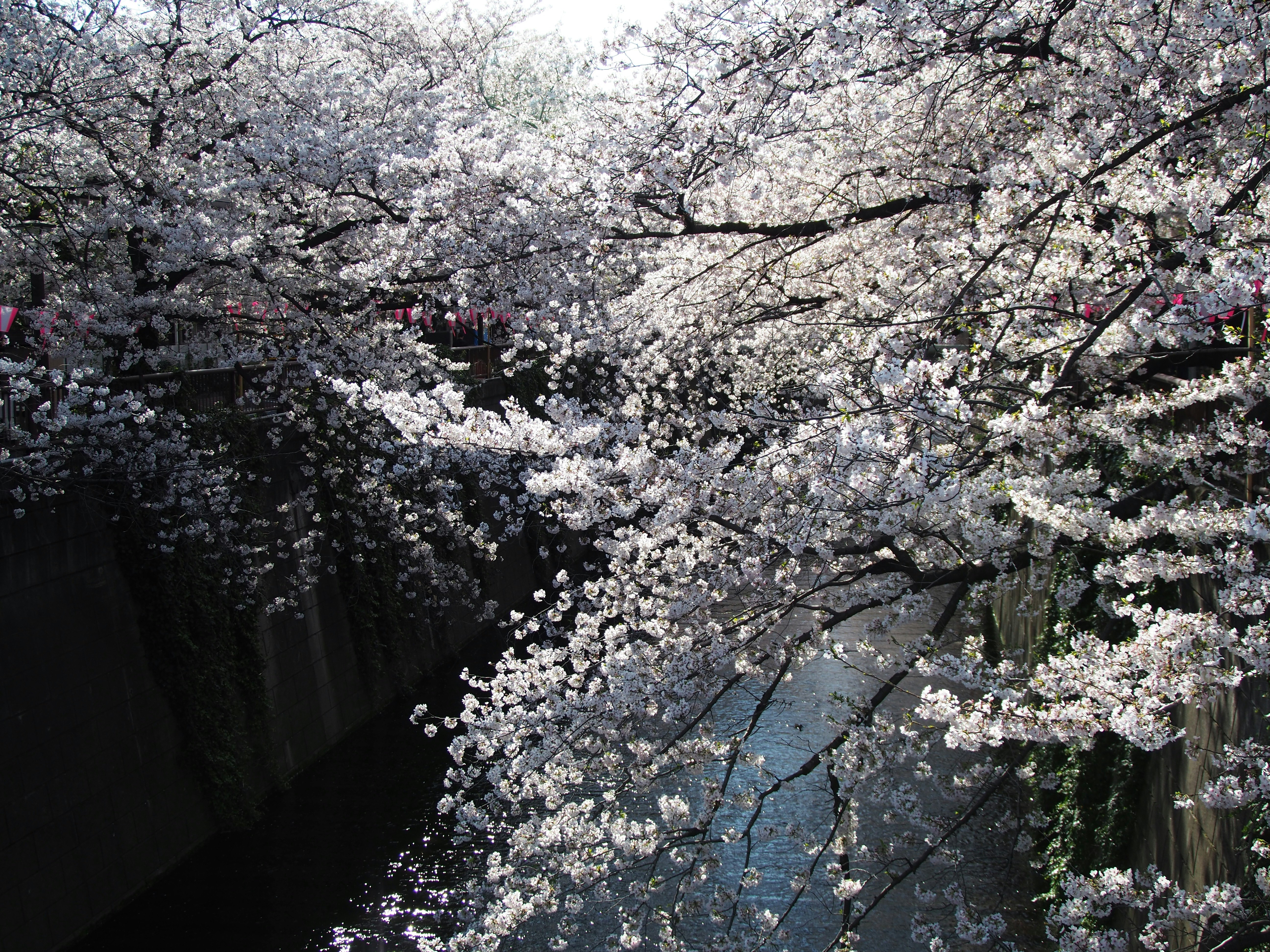 桜の花が咲き並ぶ並木のトンネル状の小道