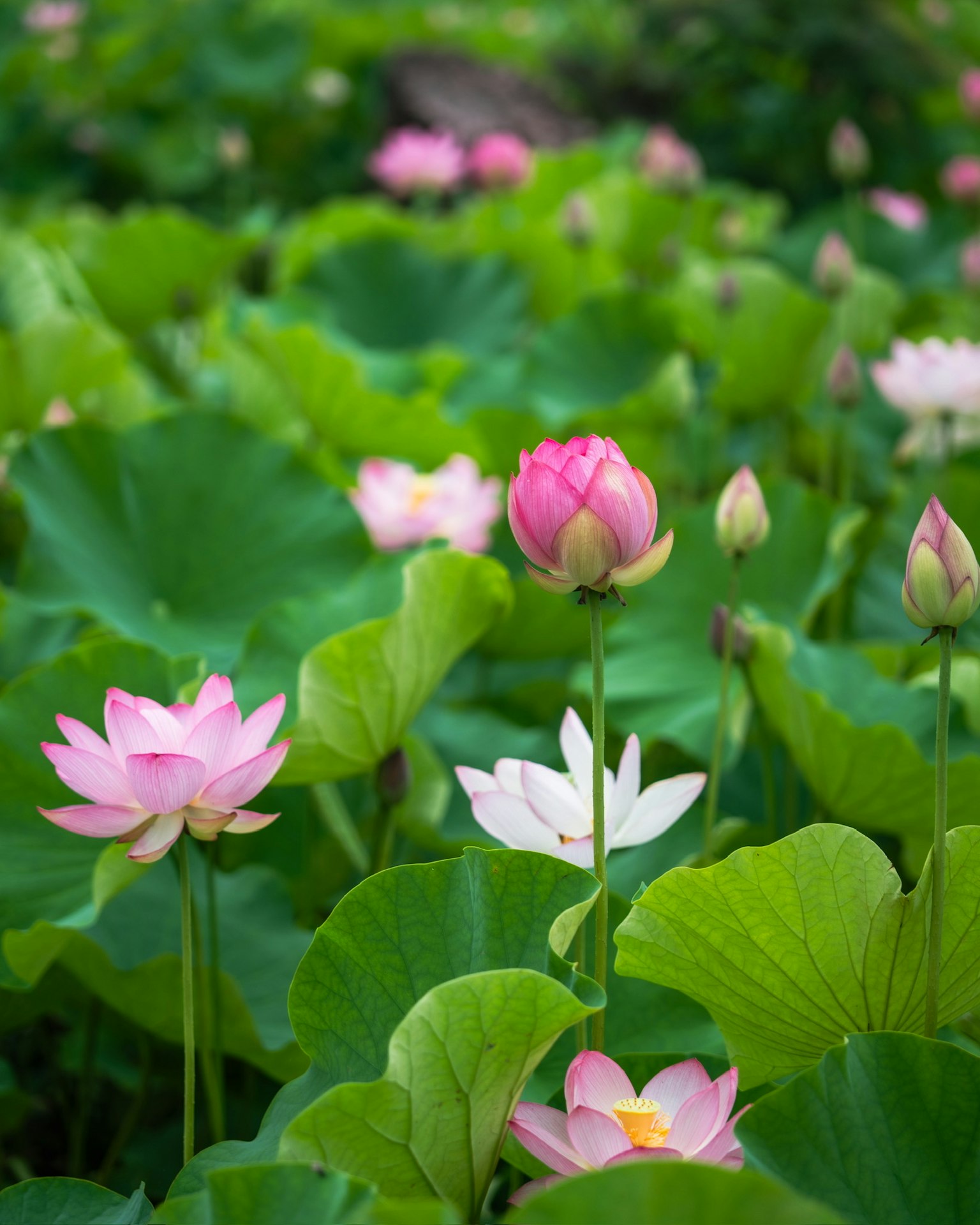 緑の葉に囲まれたピンクと白の蓮の花が咲いている風景