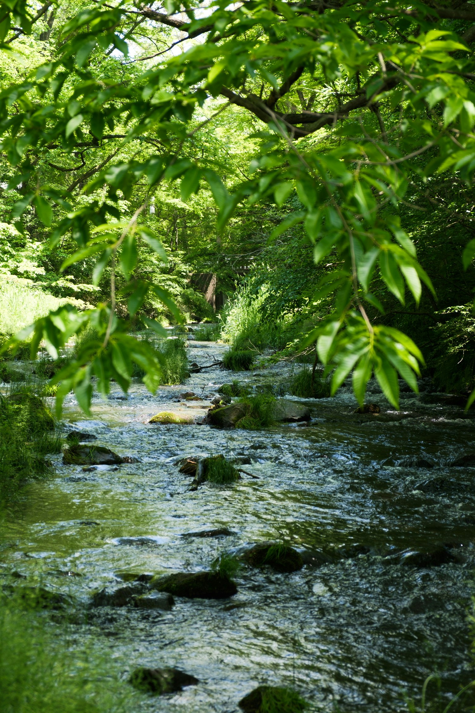 緑の木々に囲まれた小川の流れのある自然風景