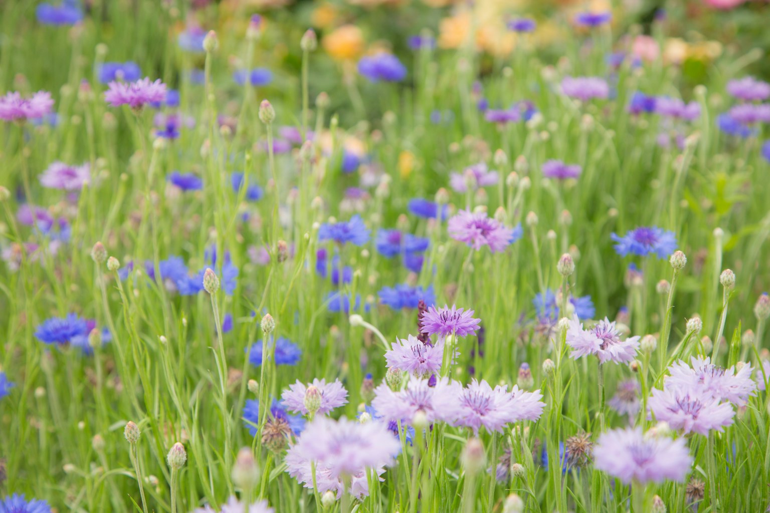 A vibrant field filled with purple and blue flowers surrounded by green grass