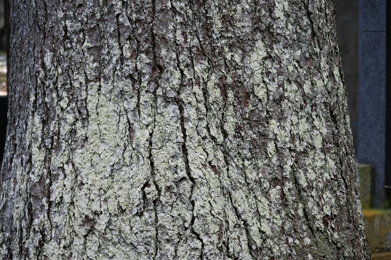 Texture e motivi dettagliati di un tronco d'albero