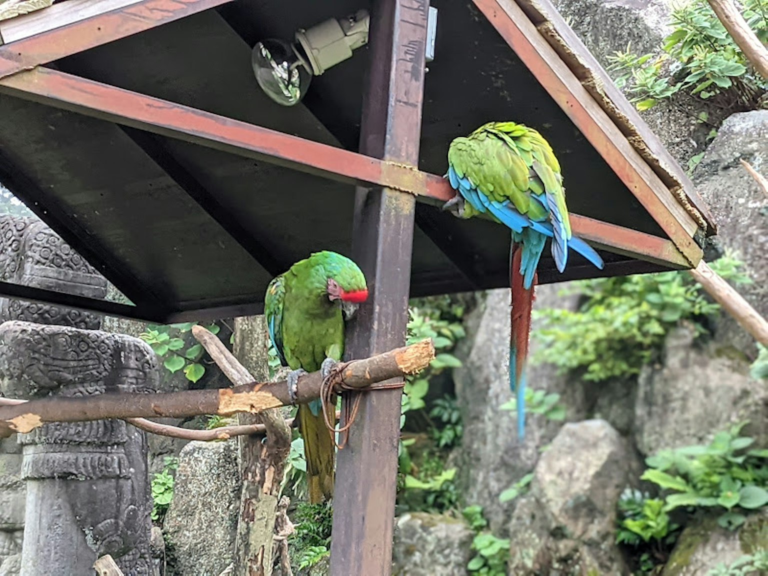 Two green parrots perched on a wooden structure in a natural setting