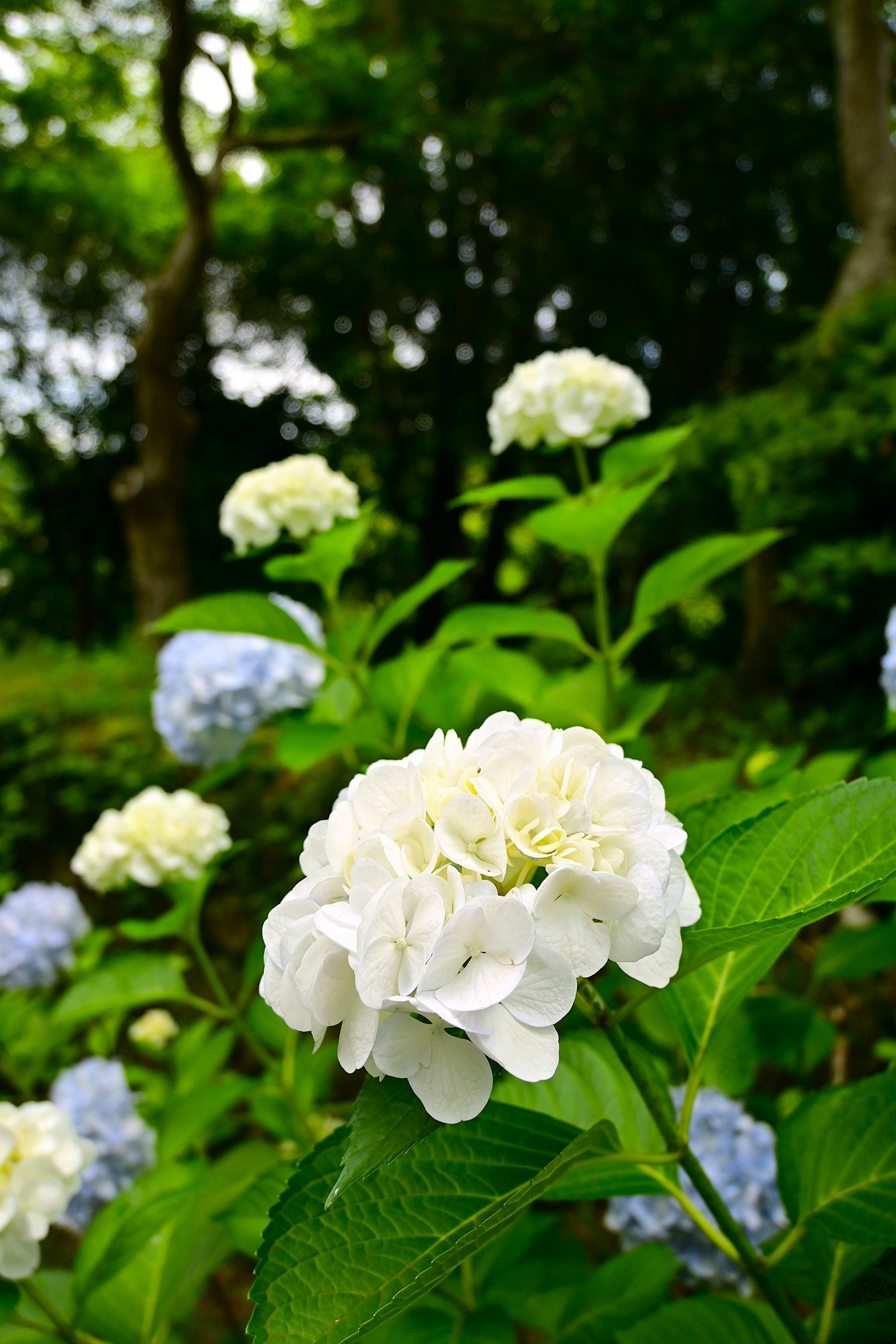Weiße und blaue Hortensienblüten umgeben von grünen Blättern