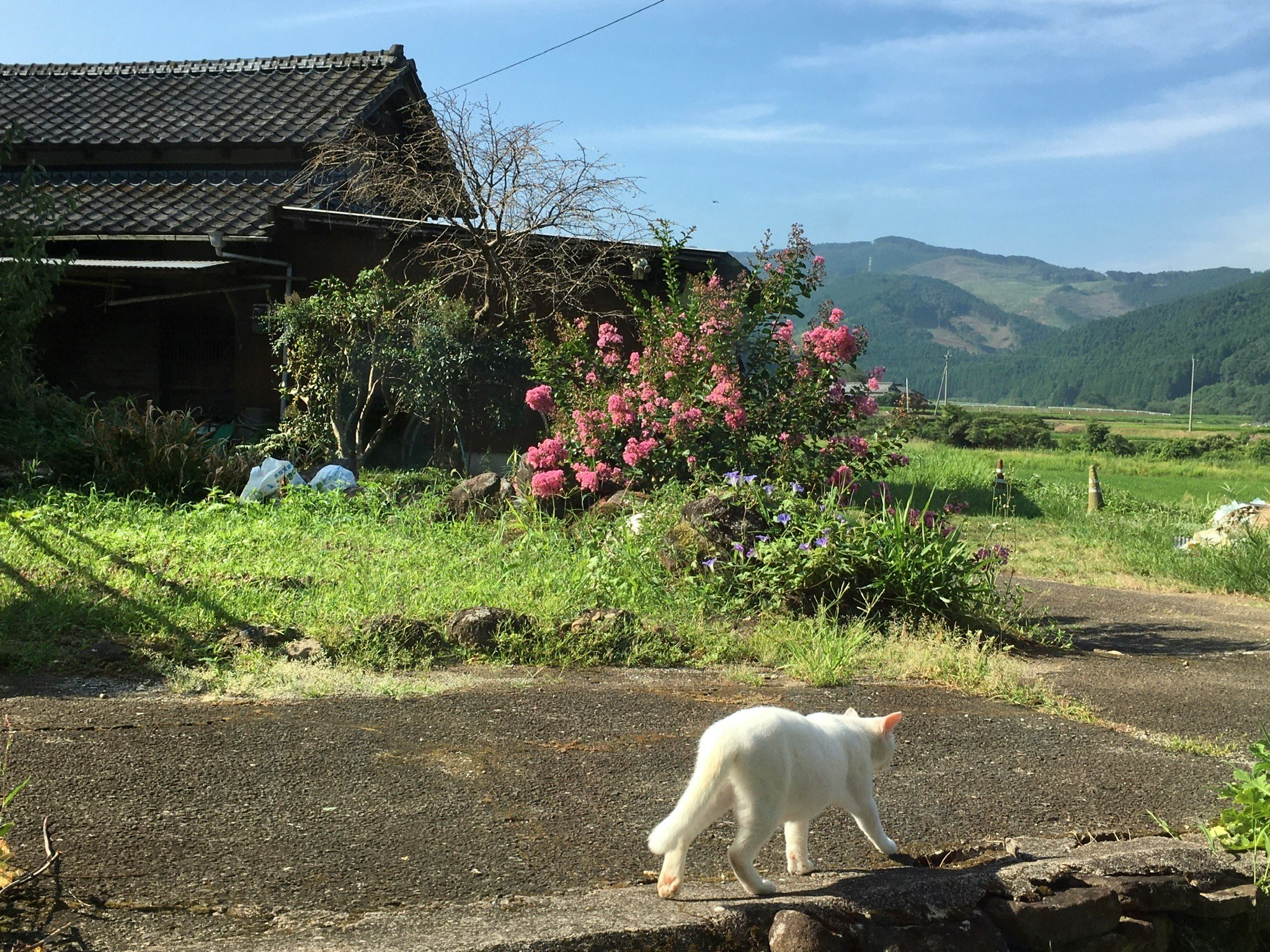 田舎の道沿いで草むらの外猫が歩く風景
