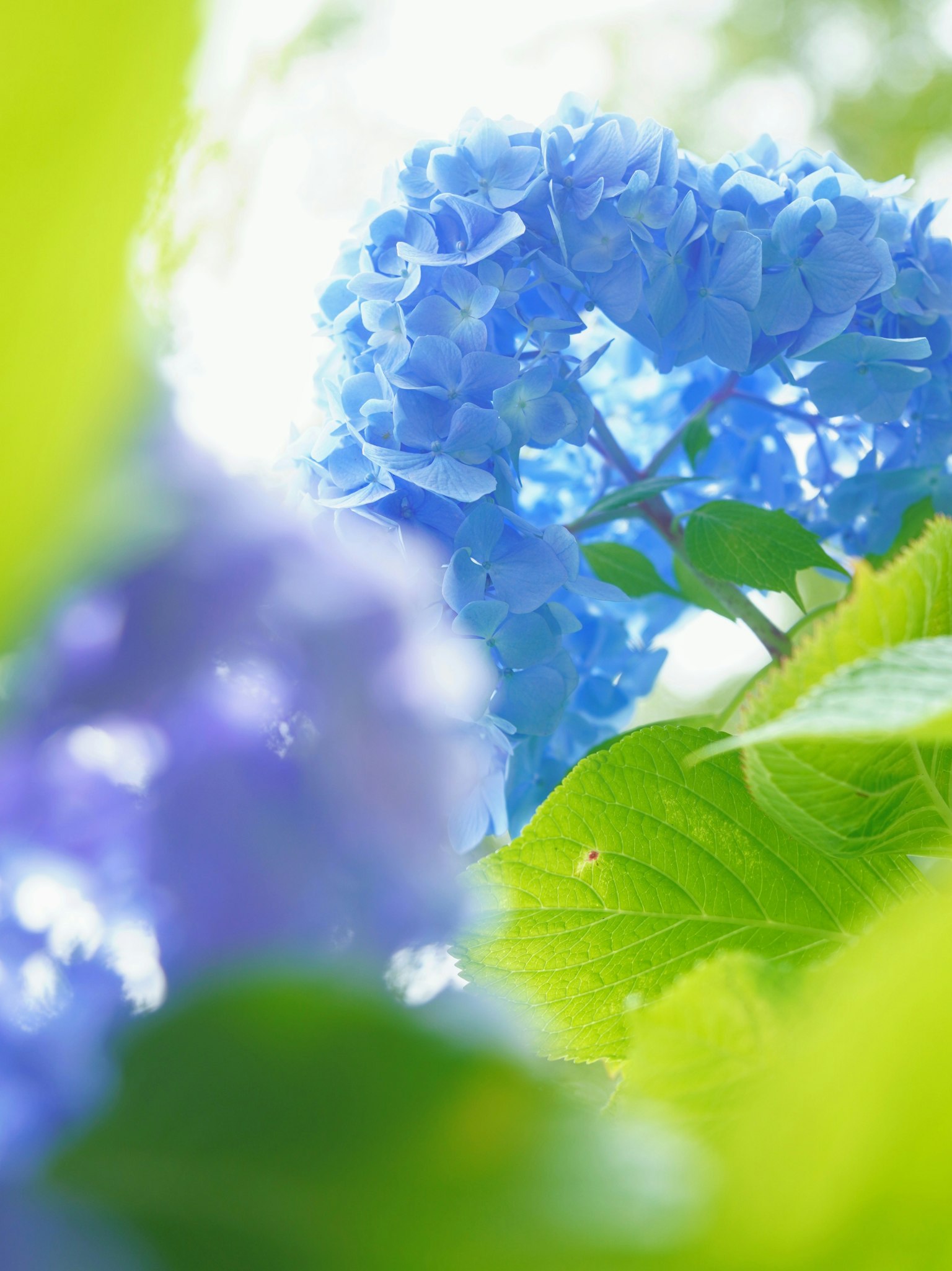 Image of blue hydrangea surrounded by green leaves in soft light